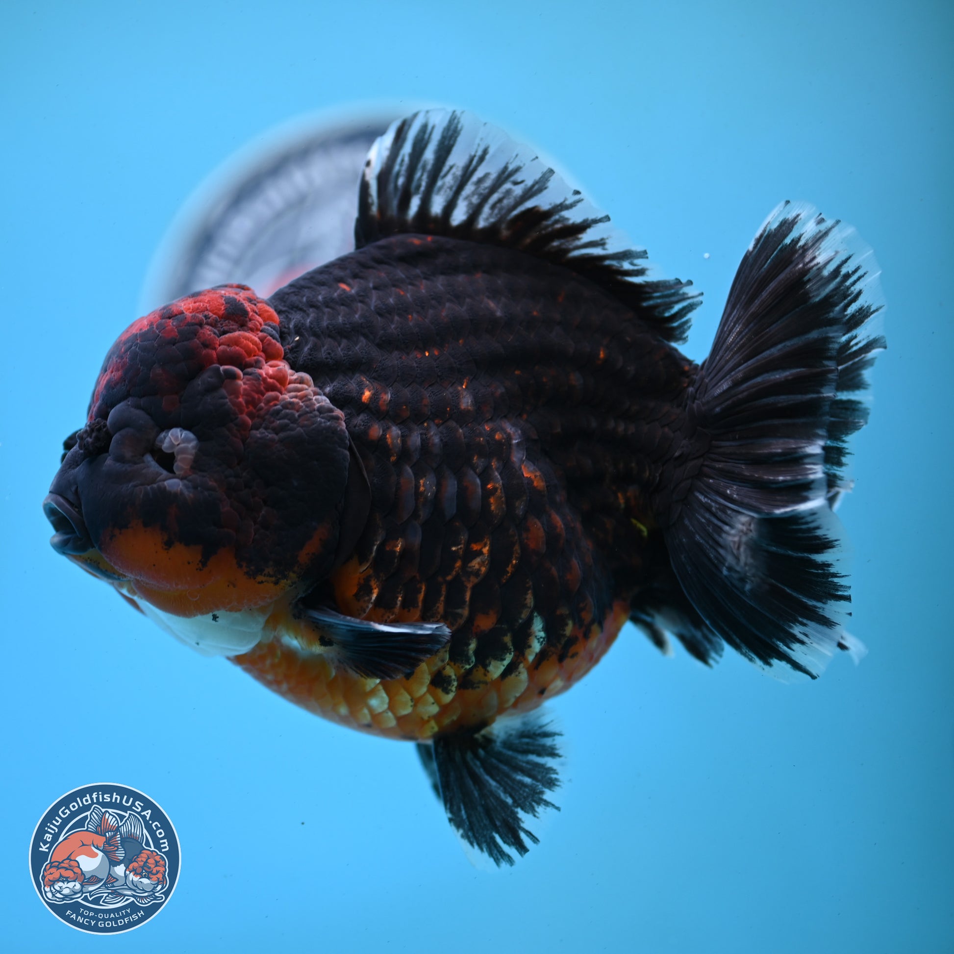 Super Jumbo Shogun Godzilla Red Kirin Oranda 7 inches (241025_OR01) - Kaiju Goldfish USA