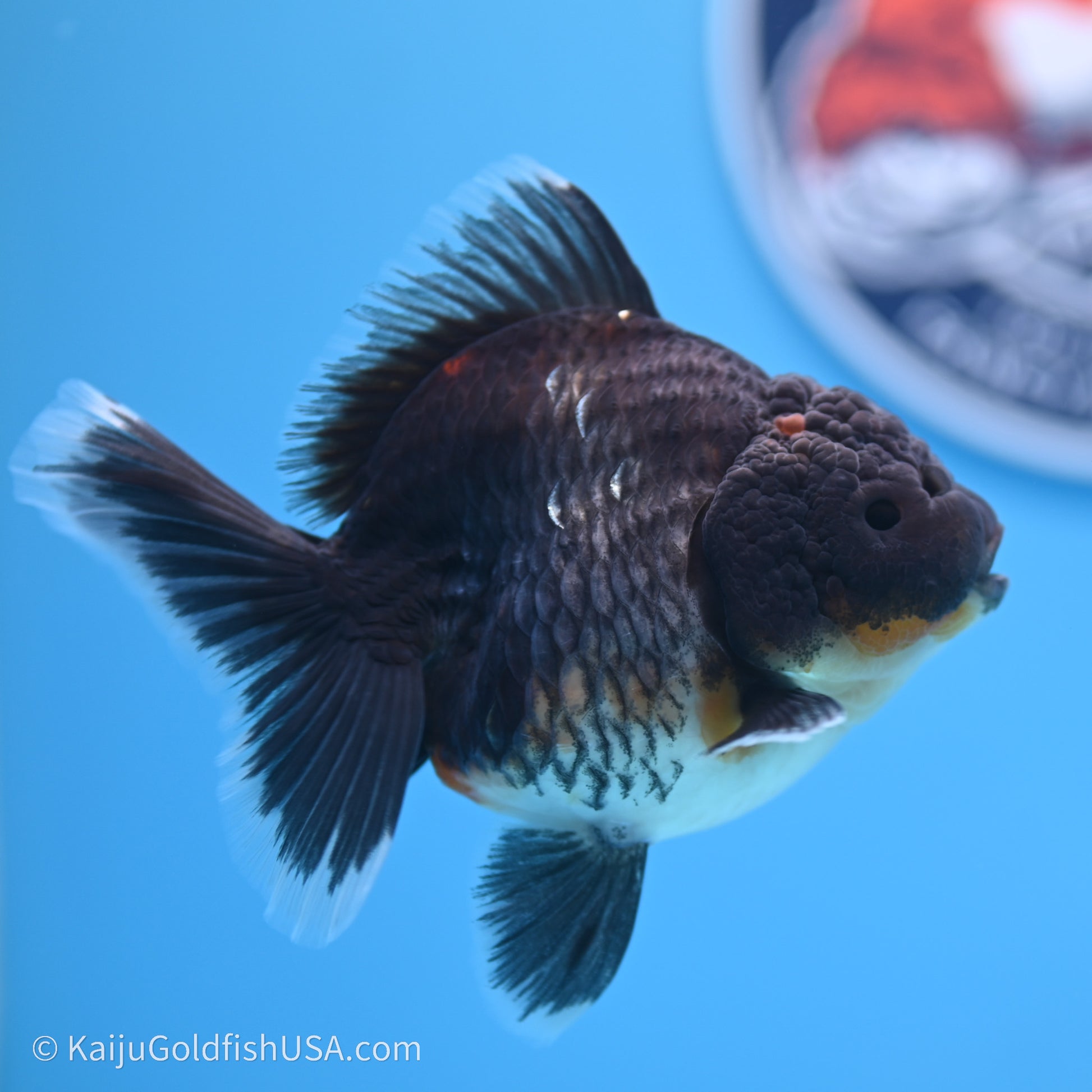 Shogun Godzilla Kirin Oranda 3.5in Body (240719_OR01) - Kaiju Goldfish USA