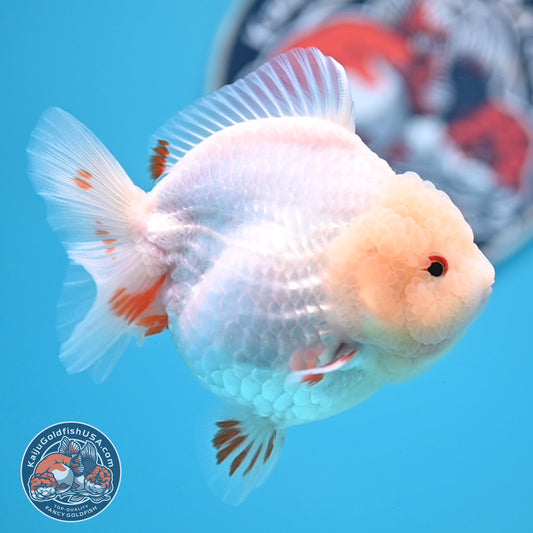Jade Head Red White Oranda 4 inches Body (250523_OR01)