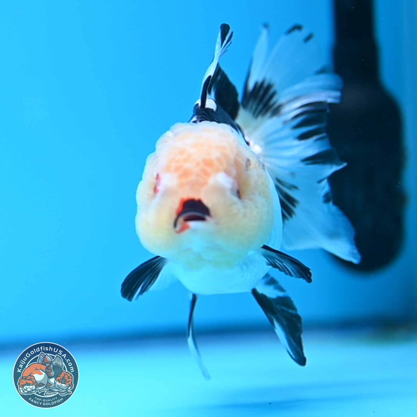 Panda Rose Tail Oranda 3.25in body (240809_OR01) - Kaiju Goldfish USA