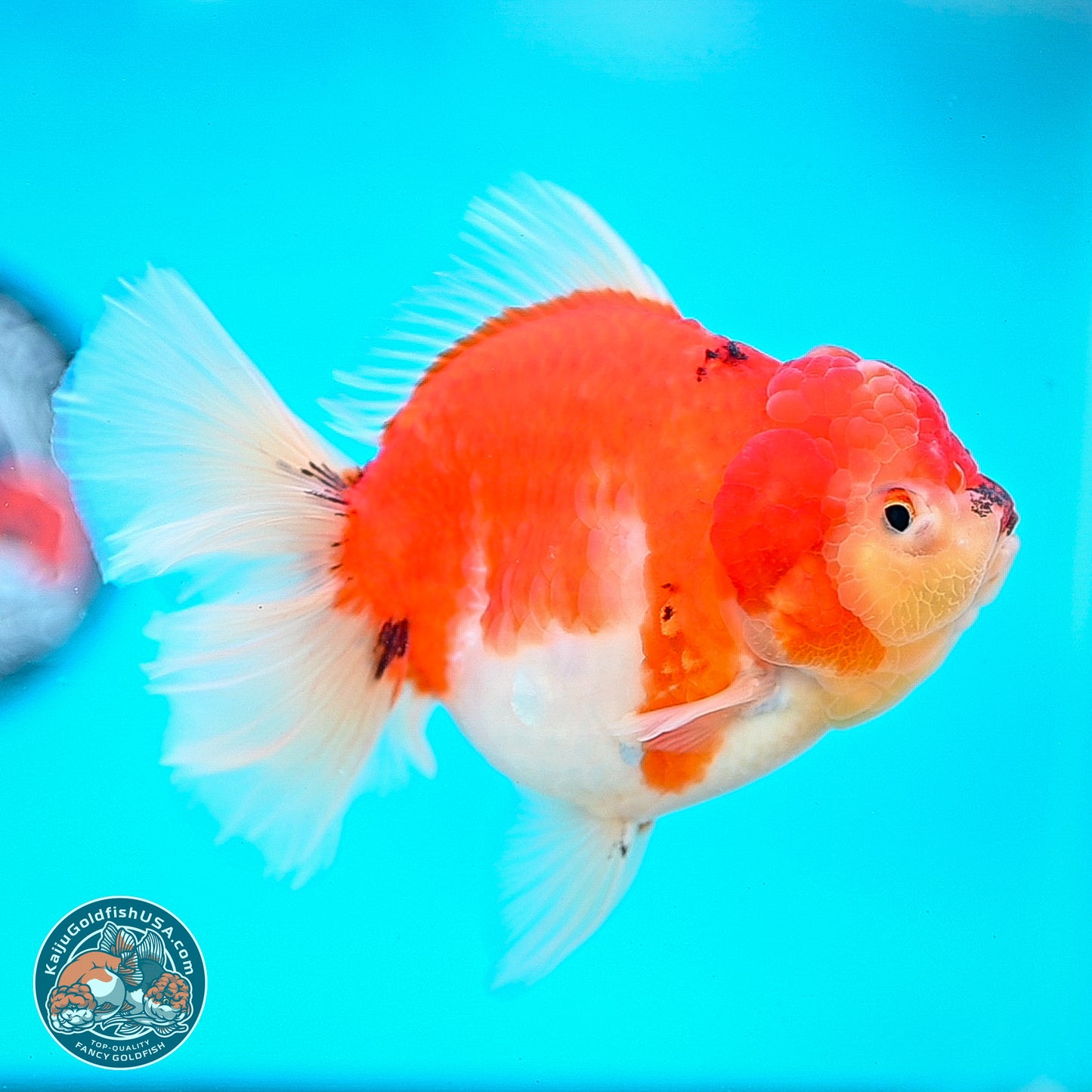 Tricolor Sakura Rose Tail Oranda 4 inches Body - Female (250214_OR01)