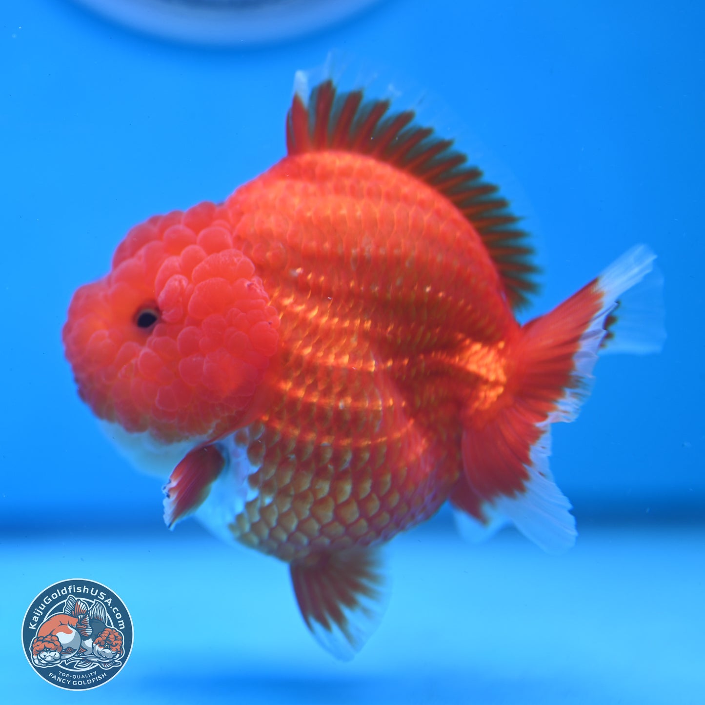 Red White YuanBao Oranda 3.5 inches Body - Female (250103_OR01) - Kaiju Goldfish USA