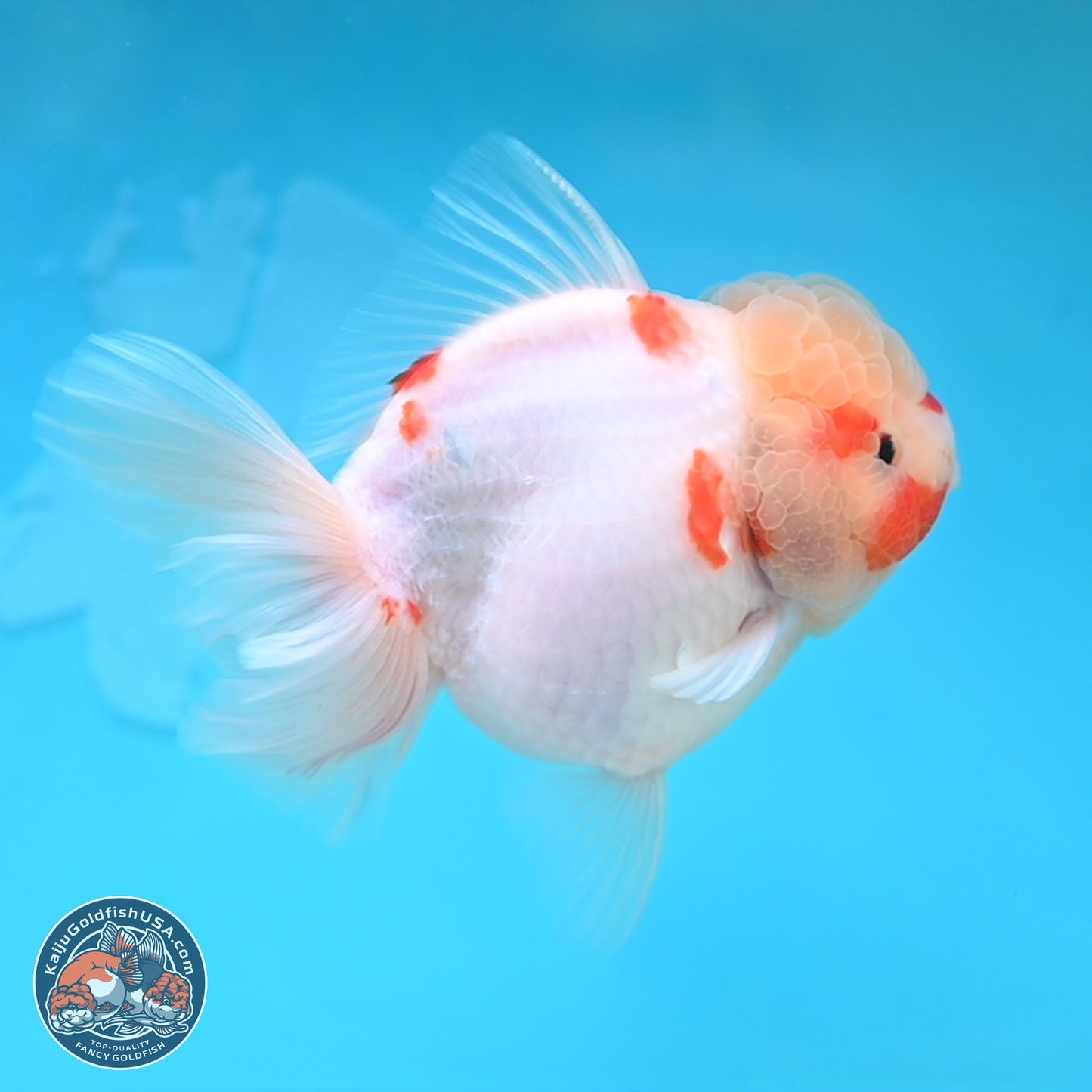 Sakura Rose Tail Oranda 4 inches Body - Female (250207_OR01)