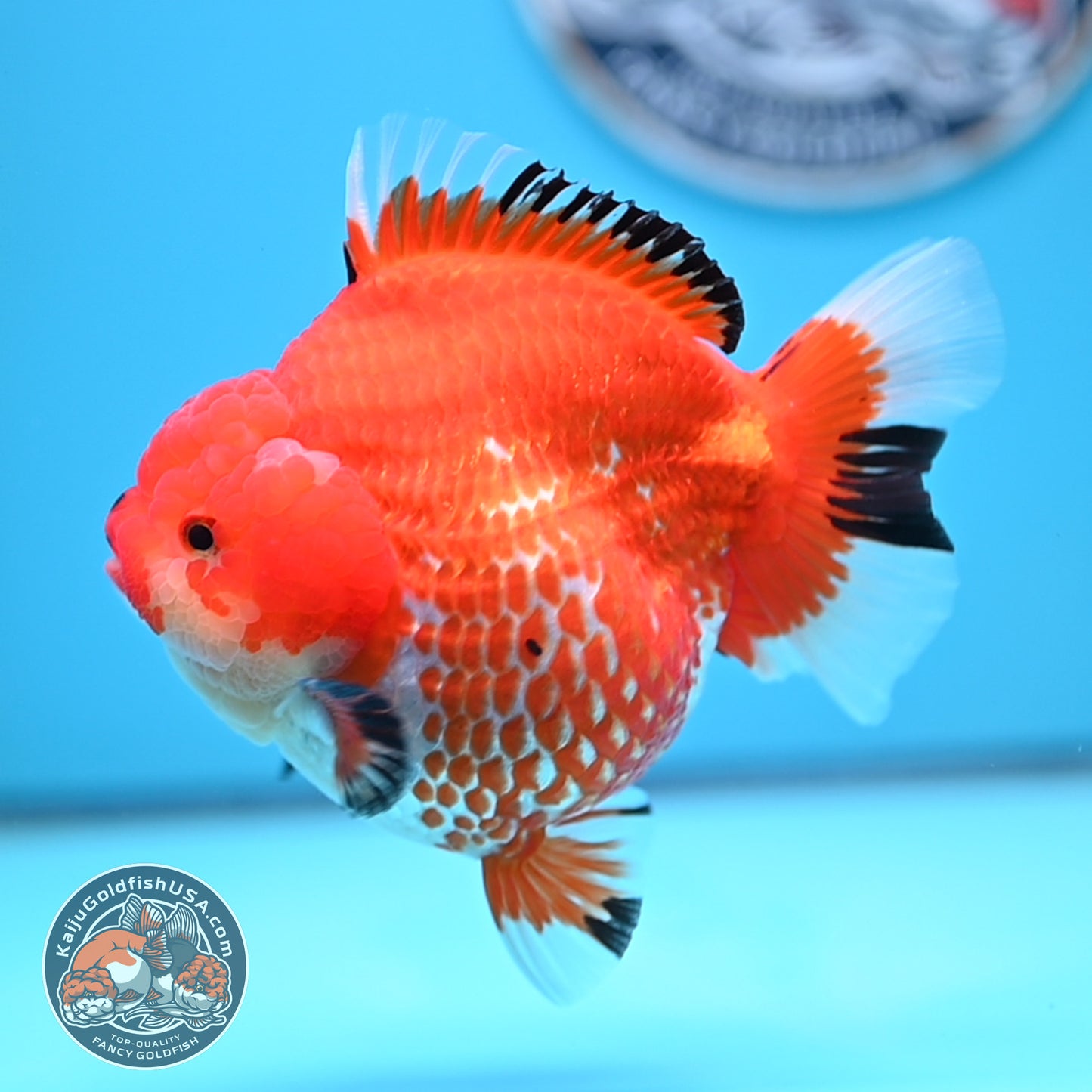 Jumbo Red White YuanBao Oranda 4.5 inches Body (250516_OR01)