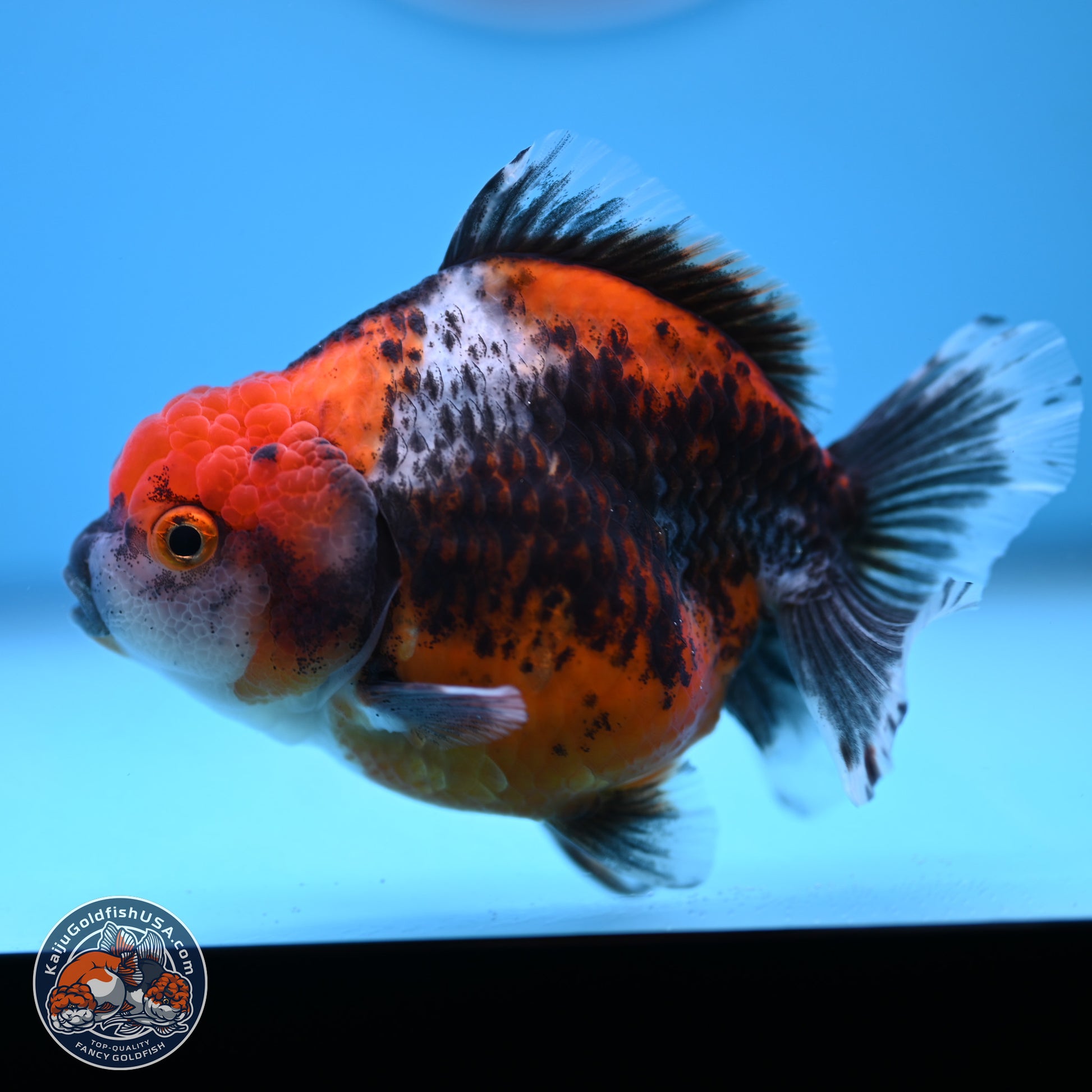 Shogun Kirin Oranda 3.75-4.5 in (241011_OR01) - Kaiju Goldfish USA