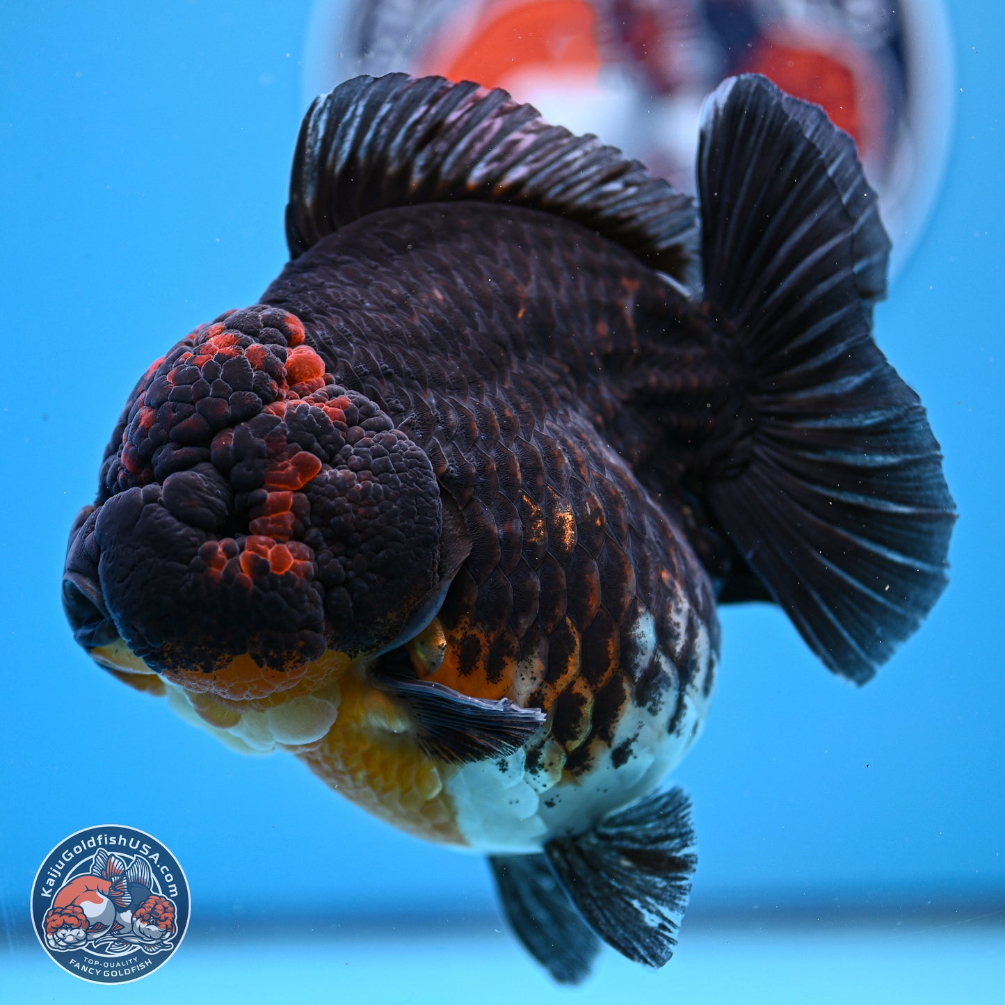 Jumbo Shogun Godzilla Kirin Oranda 5in Body (240823_OR1) - Overnight shipping only - Kaiju Goldfish USA