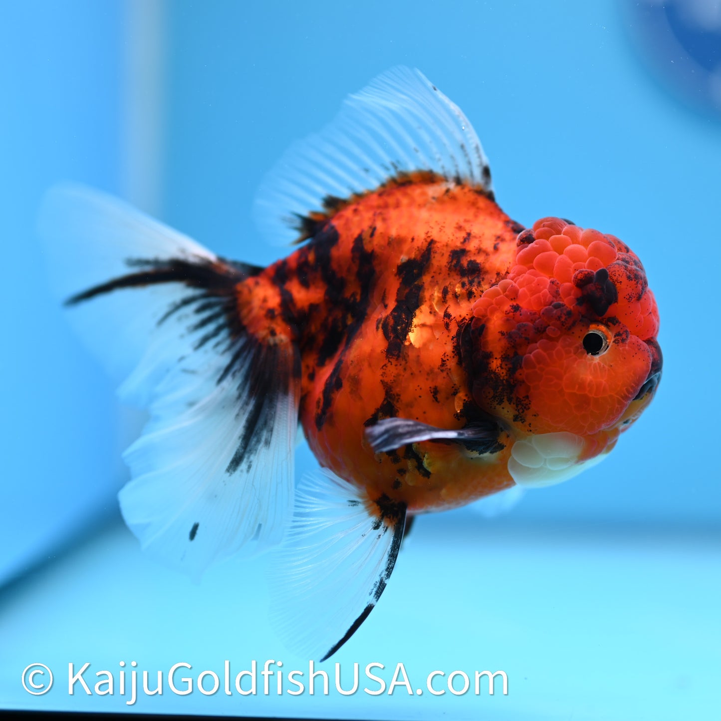 Tiger Rose Tail Oranda 3.75in Body (240628_OR01) - Kaiju Goldfish USA