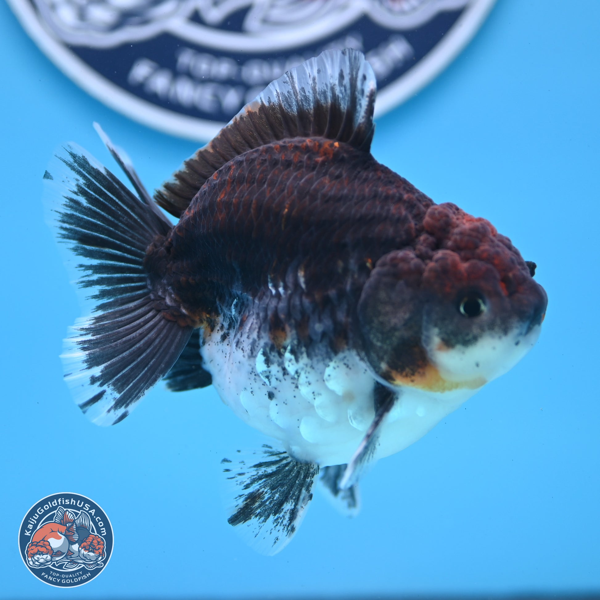 Shogun Kirin Oranda 3.5-4 inches (241004_OR01) - Kaiju Goldfish USA