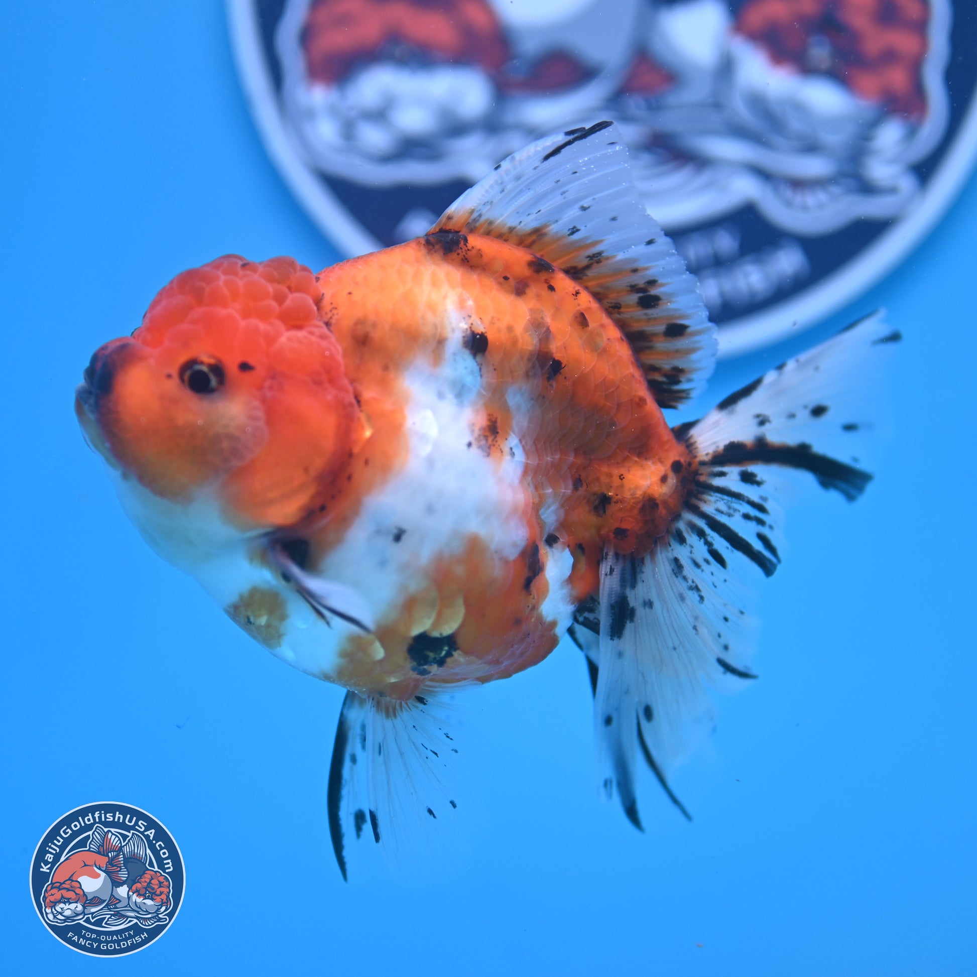 Shogun Tricolor Rose Tail Sakura Oranda 3.5in Body (240802_OR01) - Kaiju Goldfish USA