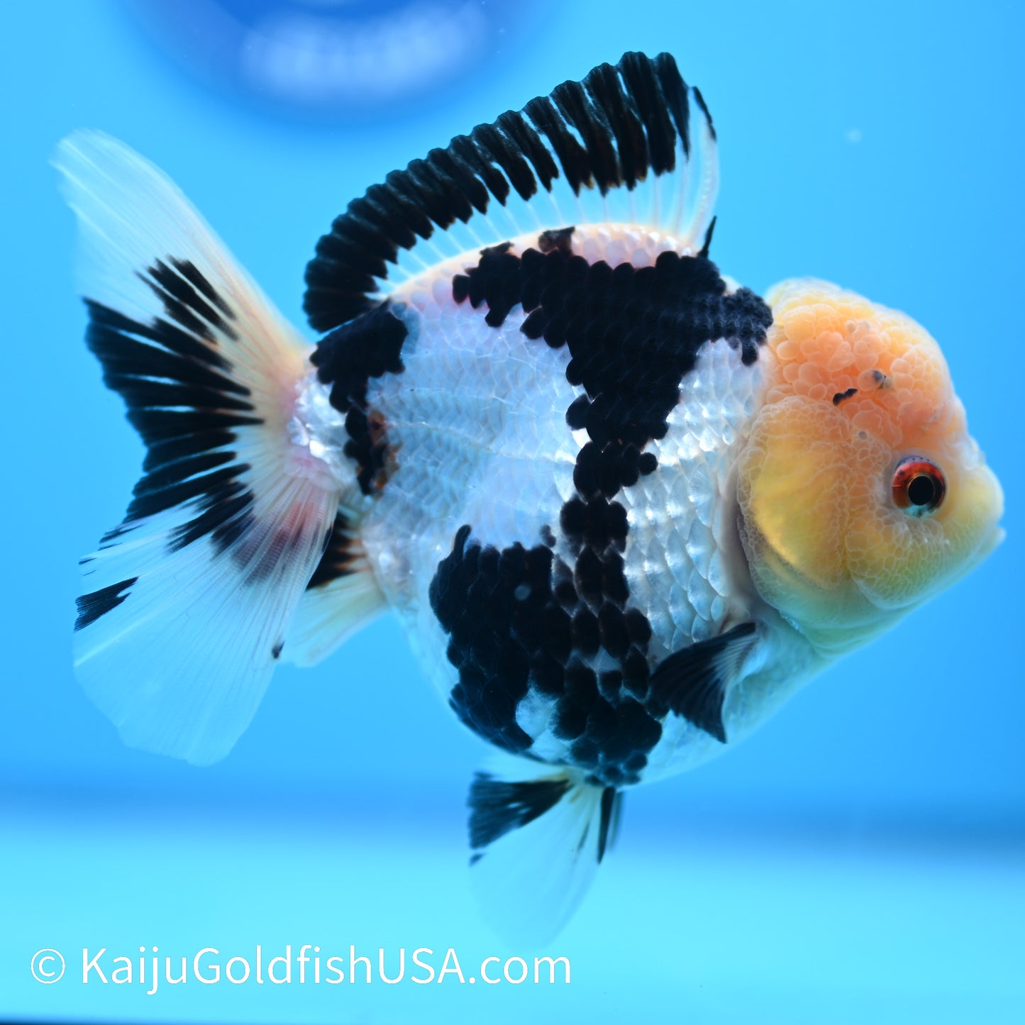 Panda Oranda 5 inches(240510_OR01) - Kaiju Goldfish USA