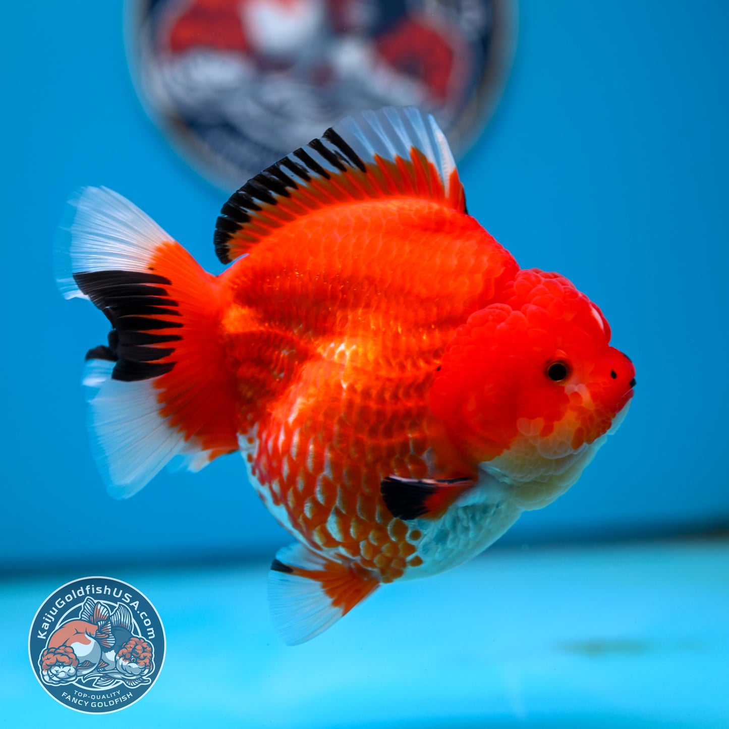 Jumbo Red White YuanBao Oranda 4.5 inches Body (250516_OR01)