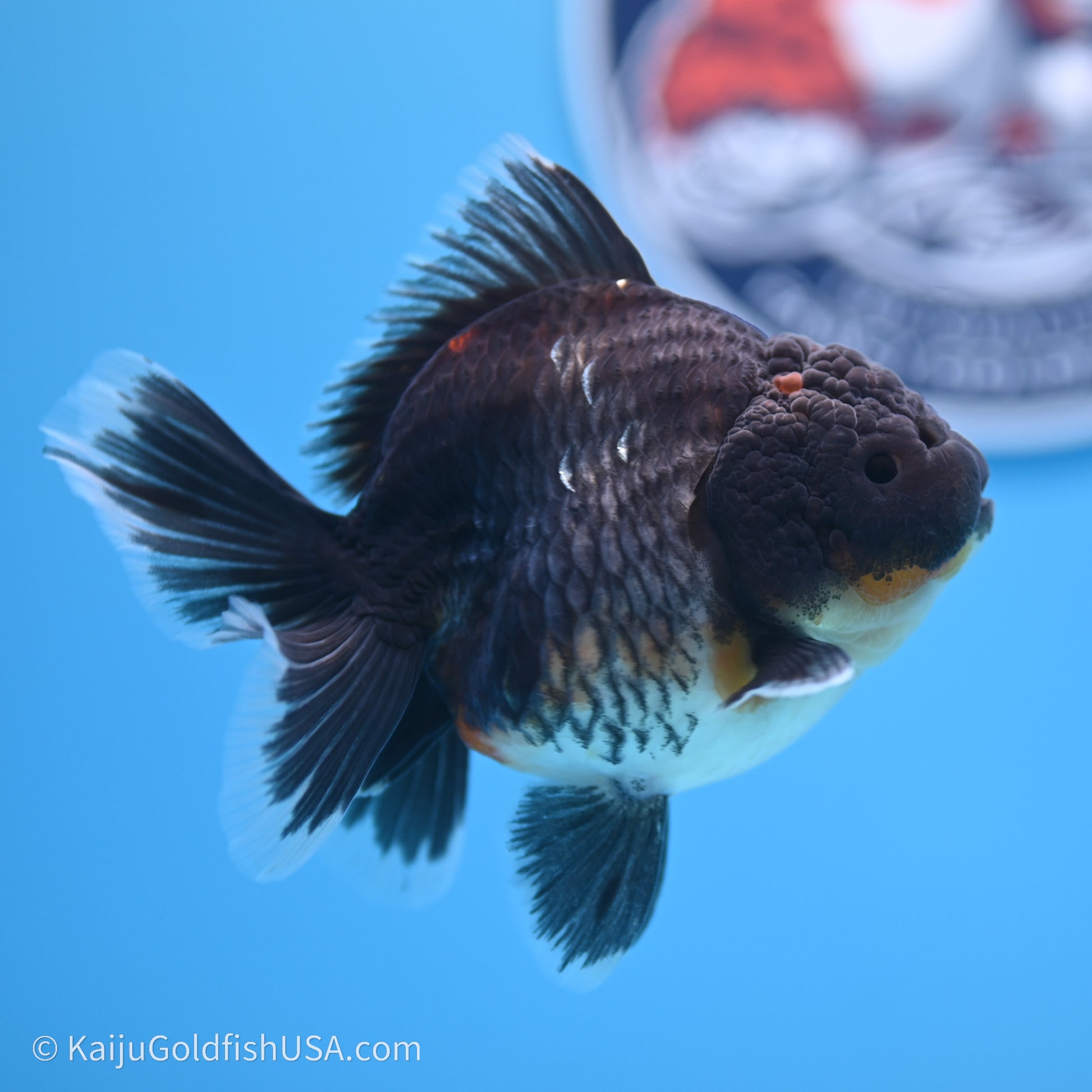 Shogun Godzilla Kirin Oranda 3.5in Body (240719_OR01) - Kaiju Goldfish USA