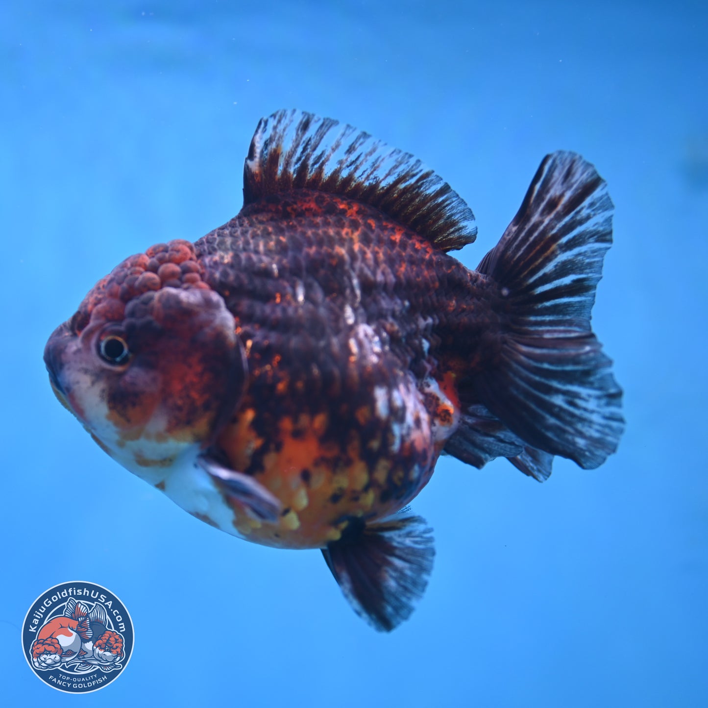 Kirin YuanBao Oranda 5 inches - Female (241115_OR01) - Kaiju Goldfish USA