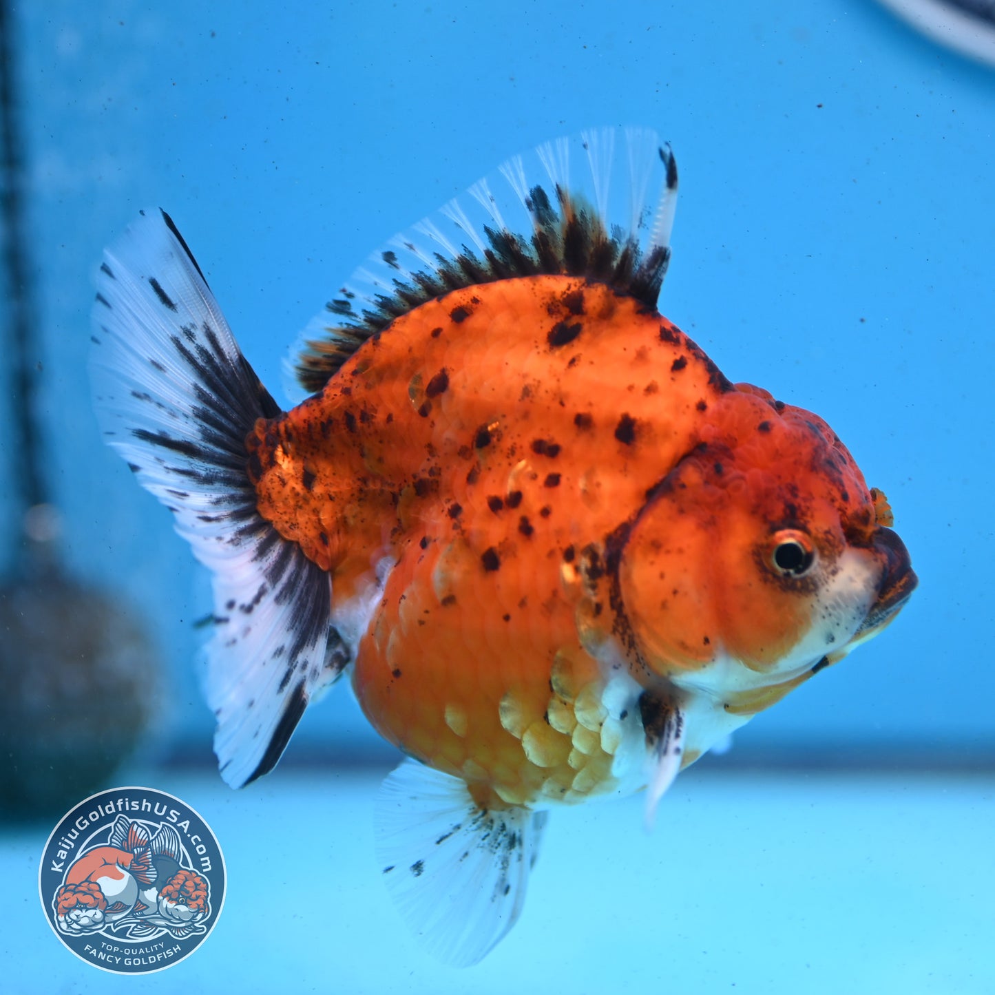 Shogun Tiger Oranda 3.8 inches Body - Female (250418_OR01)