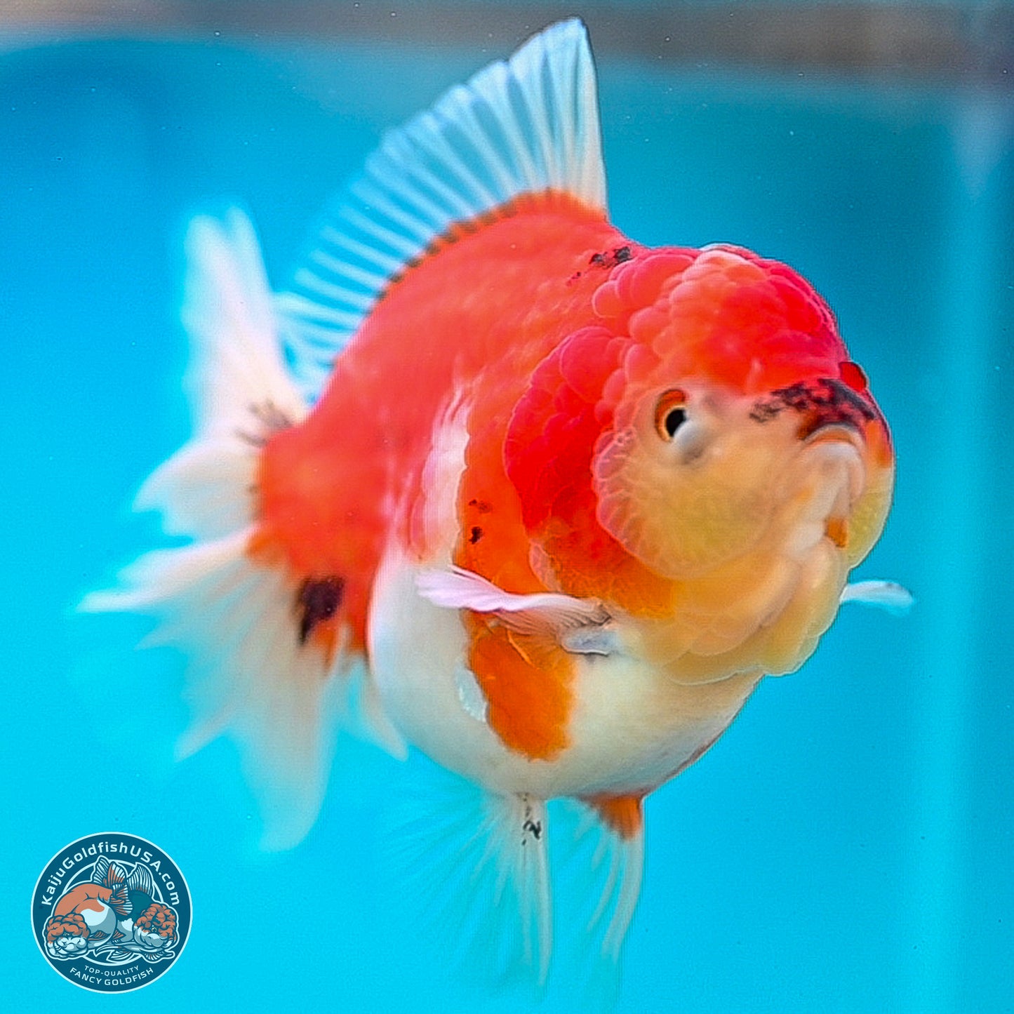 Tricolor Sakura Rose Tail Oranda 4 inches Body - Female (250214_OR01)