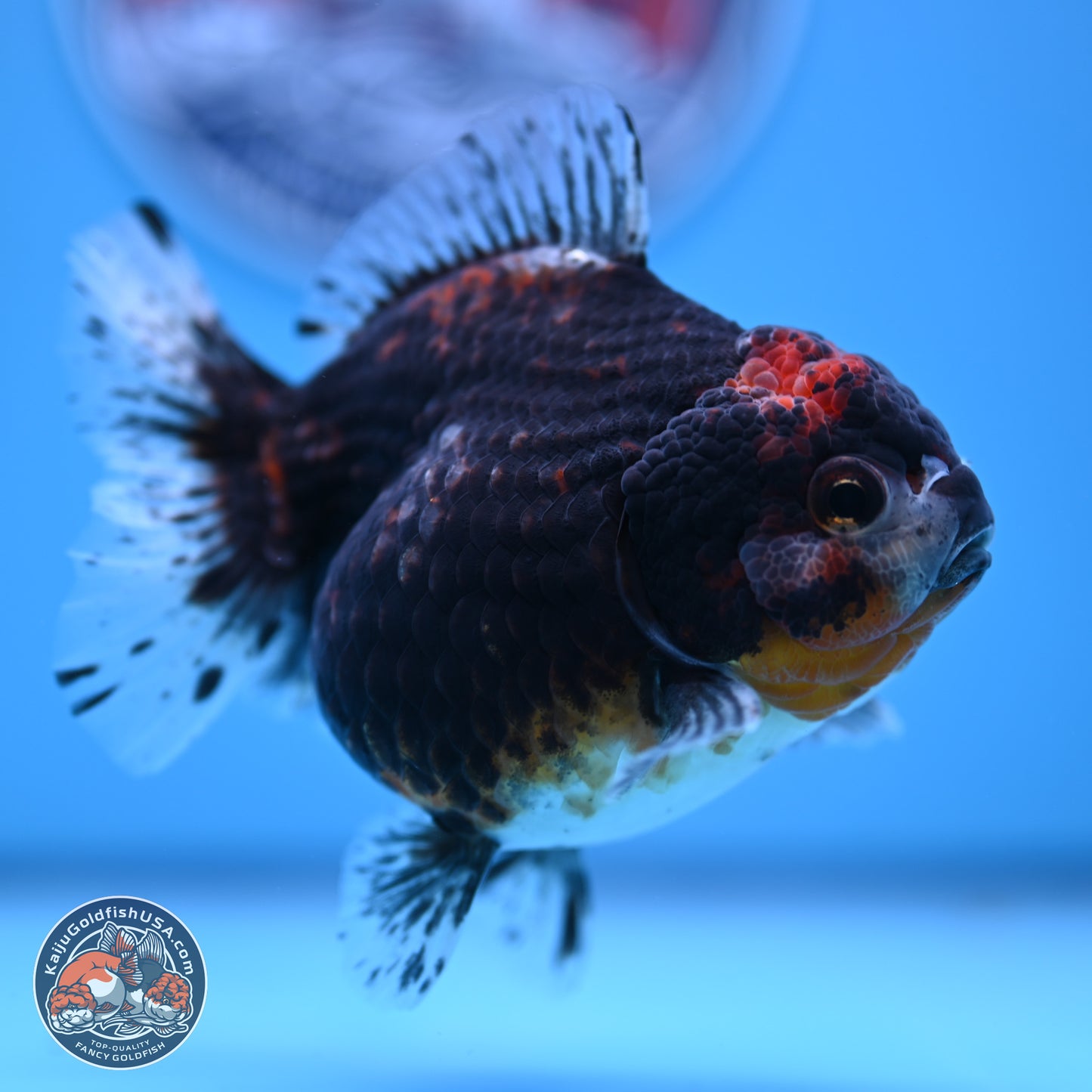 Shogun Kirin YuanBao Oranda 4in Body (240816_OR01) - Kaiju Goldfish USA