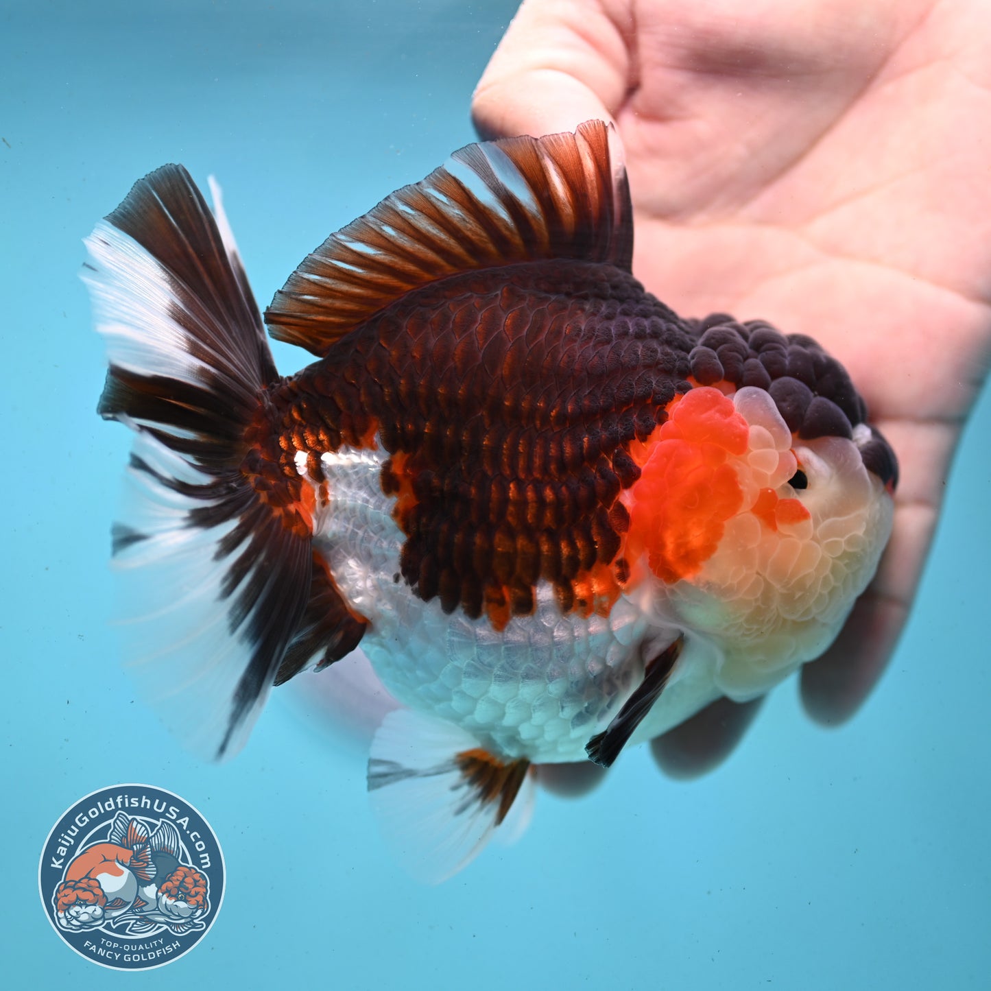 AAA Grade Tricolor Oranda 4.5 inch Body (250919_OR01)