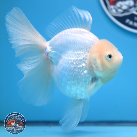 Snow White Rose Tail Oranda 4-7 inches (240906_OR01) - Kaiju Goldfish USA