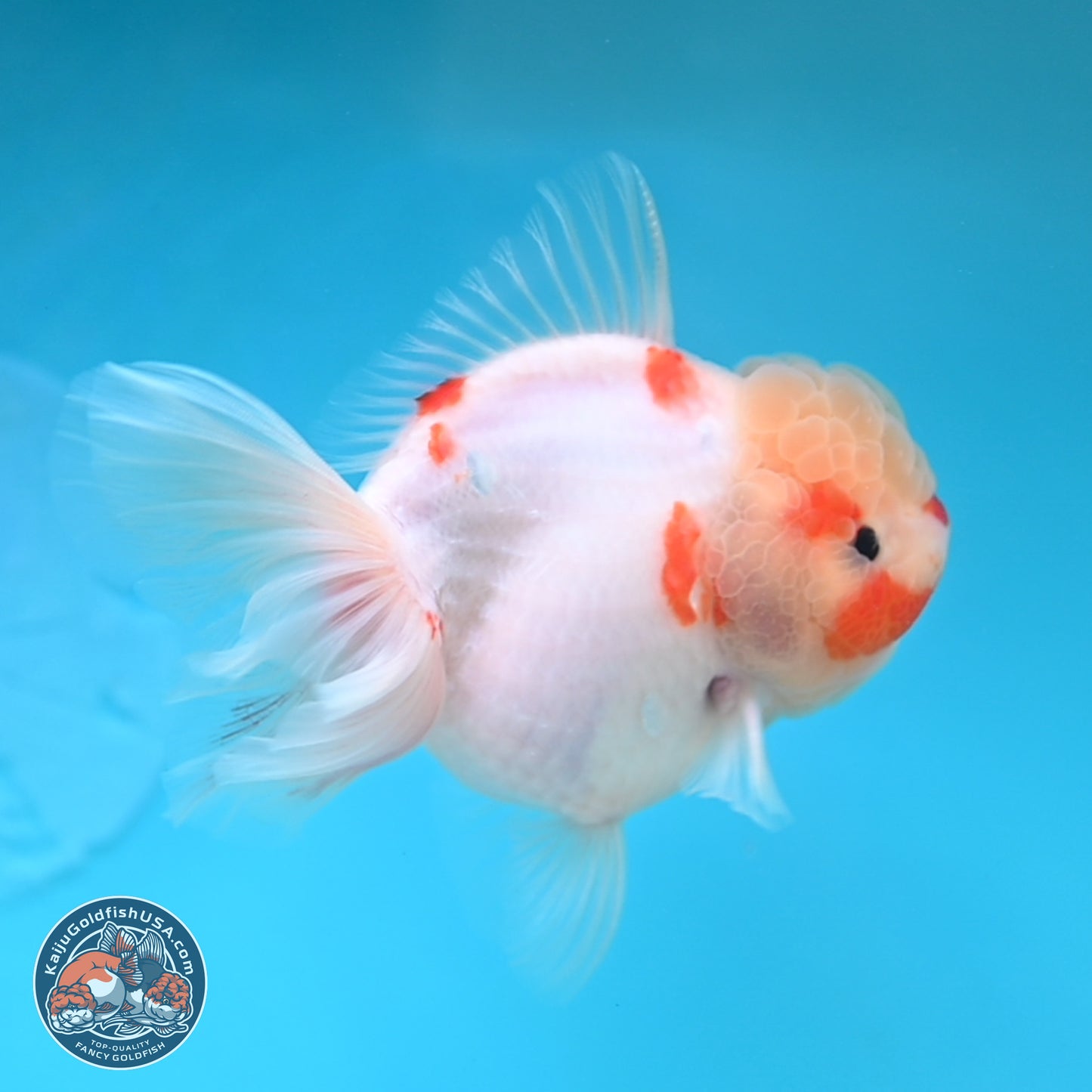 Sakura Rose Tail Oranda 4 inches Body - Female (250207_OR01)