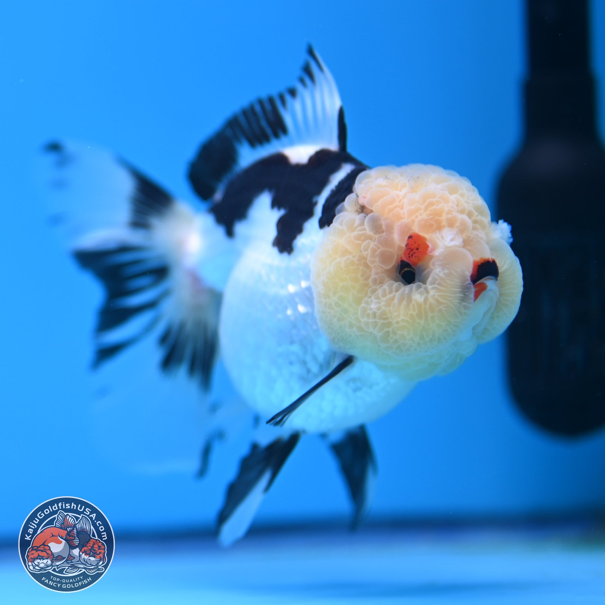 Panda Rose Tail Oranda 3.25in body (240809_OR01) - Kaiju Goldfish USA