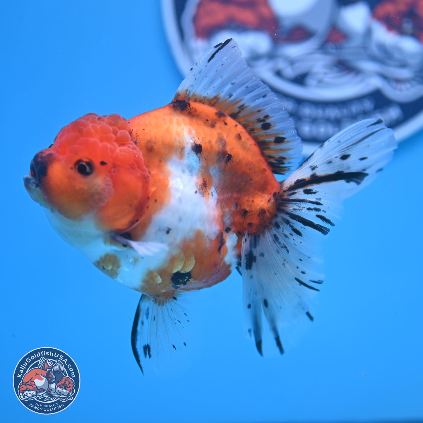 Shogun Tricolor Rose Tail Sakura Oranda 3.5in Body (240802_OR01) - Kaiju Goldfish USA