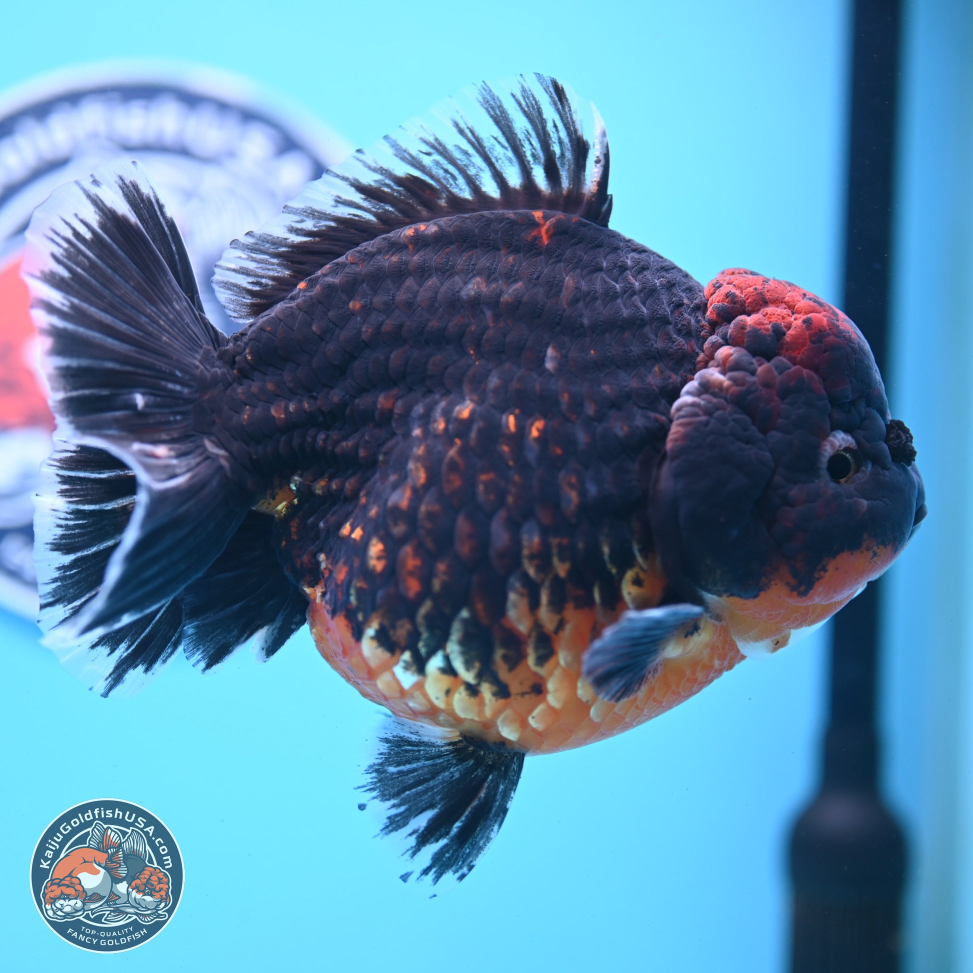 Super Jumbo Shogun Godzilla Red Kirin Oranda 7 inches (241025_OR01) - Kaiju Goldfish USA