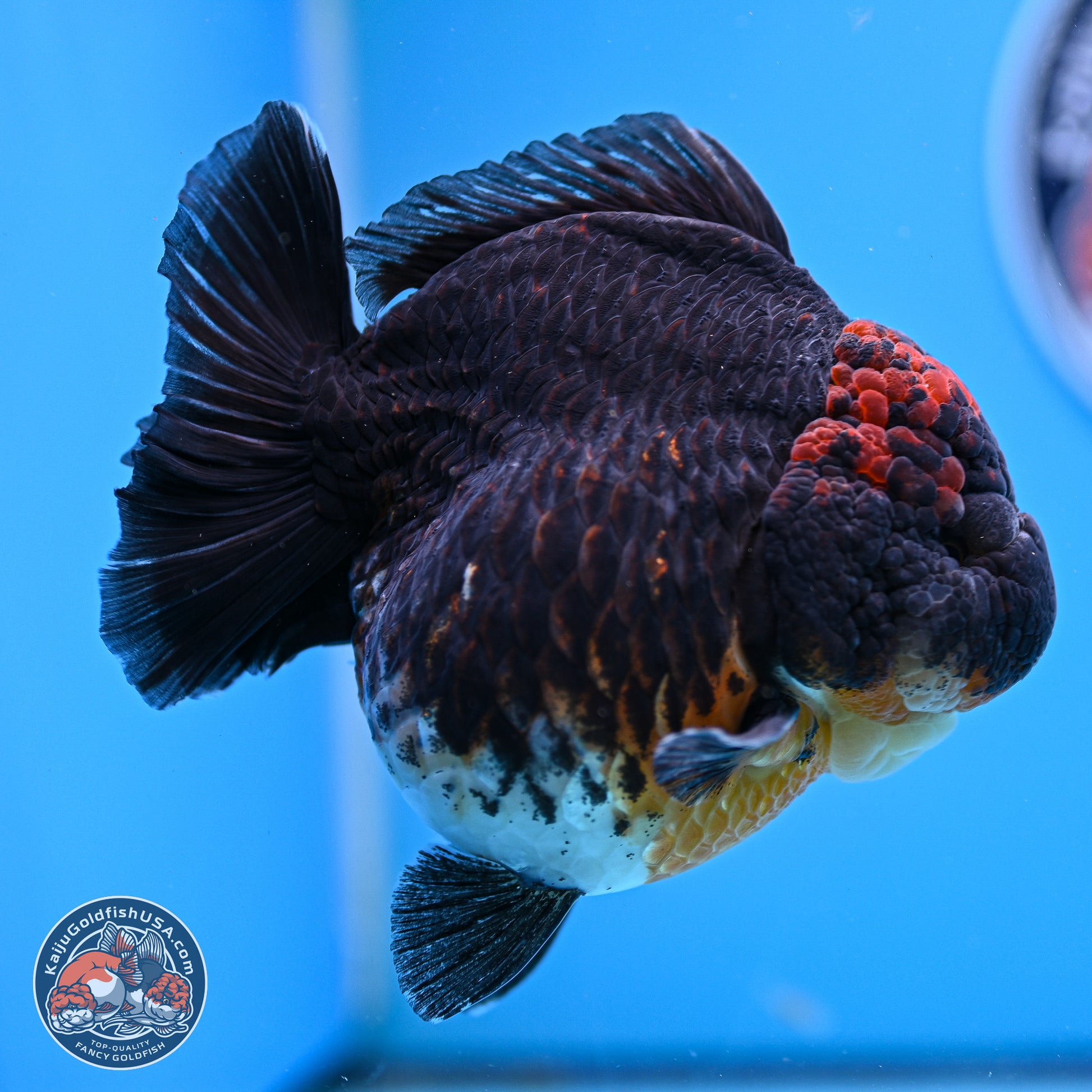 Jumbo Shogun Godzilla Kirin Oranda 5in Body (240823_OR1) - Overnight shipping only - Kaiju Goldfish USA