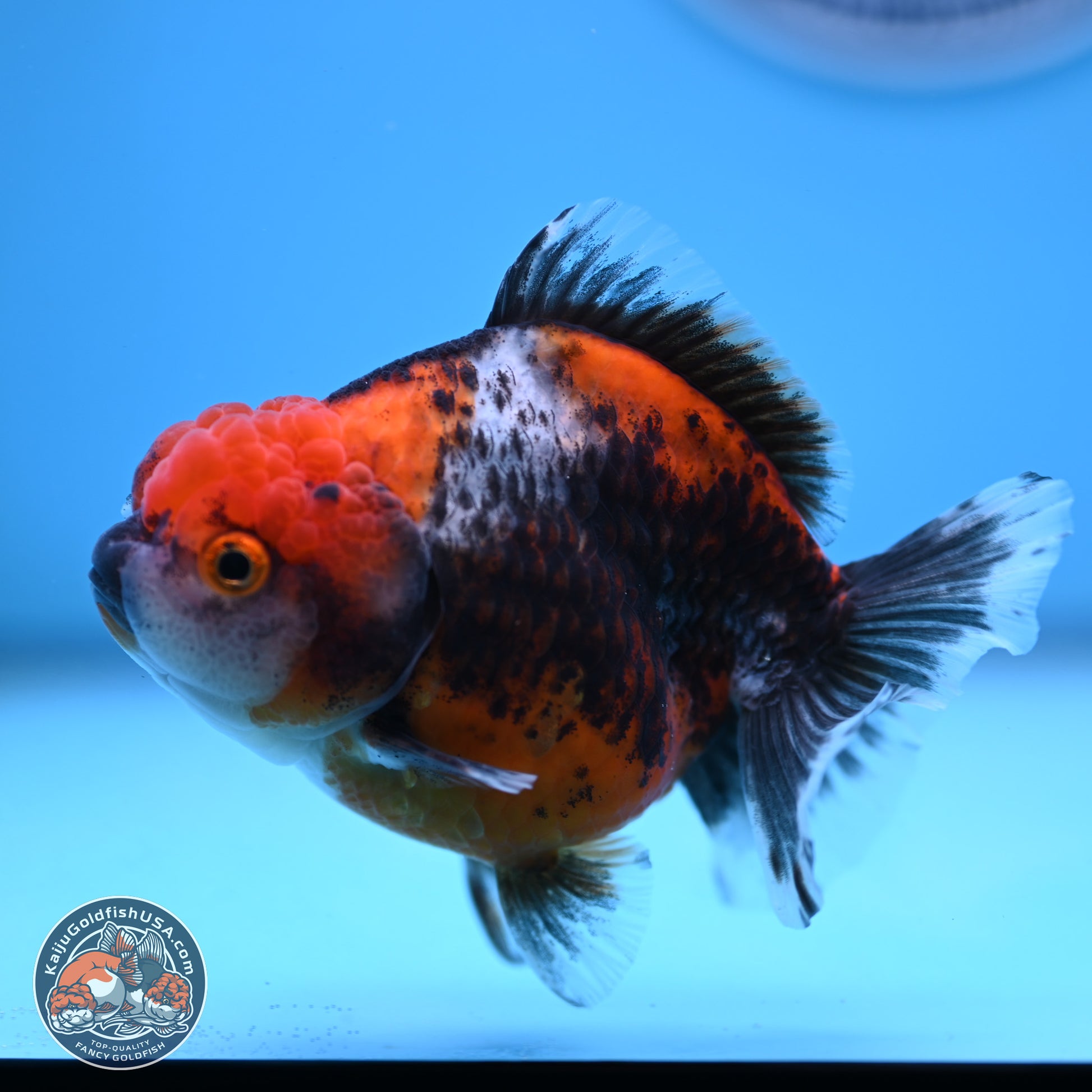 Shogun Kirin Oranda 3.75-4.5 in (241011_OR01) - Kaiju Goldfish USA