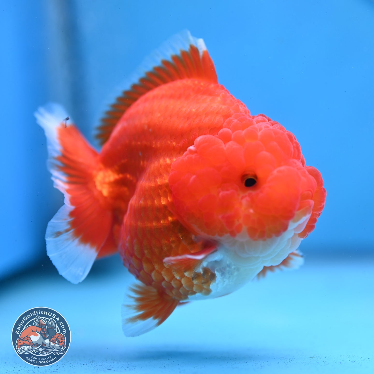 Red White YuanBao Oranda 3.5 inches Body - Female (250103_OR01) - Kaiju Goldfish USA