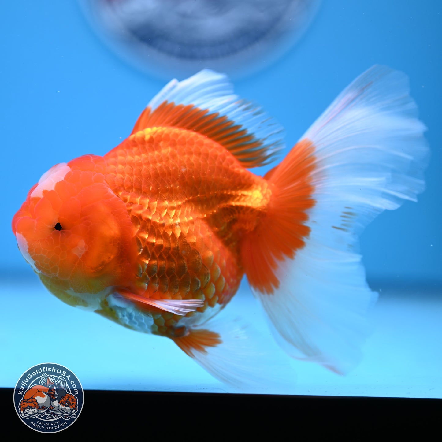 Jade Seal Red White Rose Tail Oranda 4-5 inches (240913_OR01) - Kaiju Goldfish USA