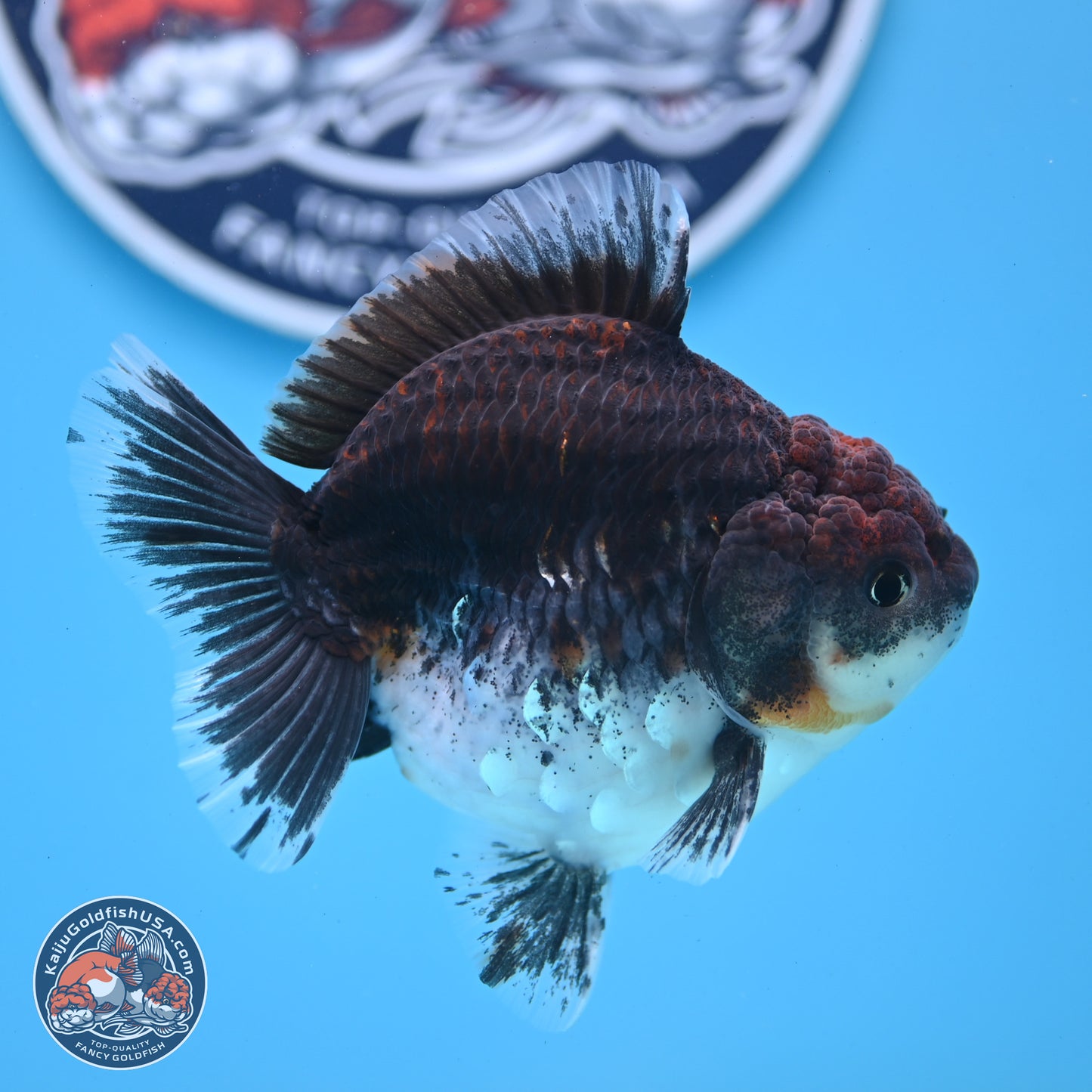 Shogun Kirin Oranda 3.5-4 inches (241004_OR01) - Kaiju Goldfish USA