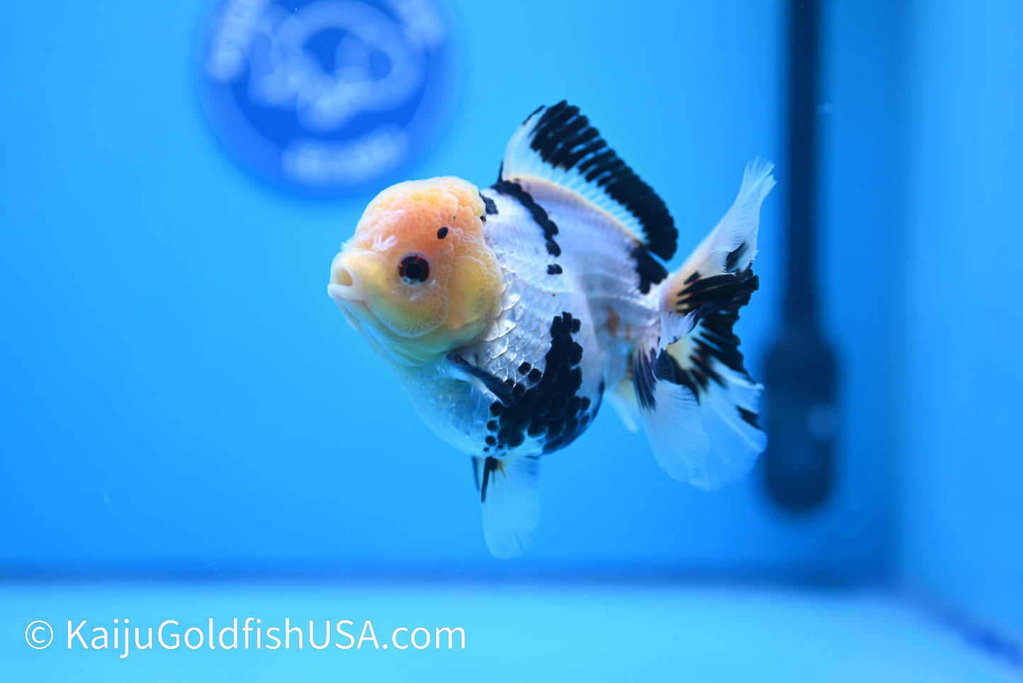 Panda Oranda 5 inches(240510_OR01) - Kaiju Goldfish USA