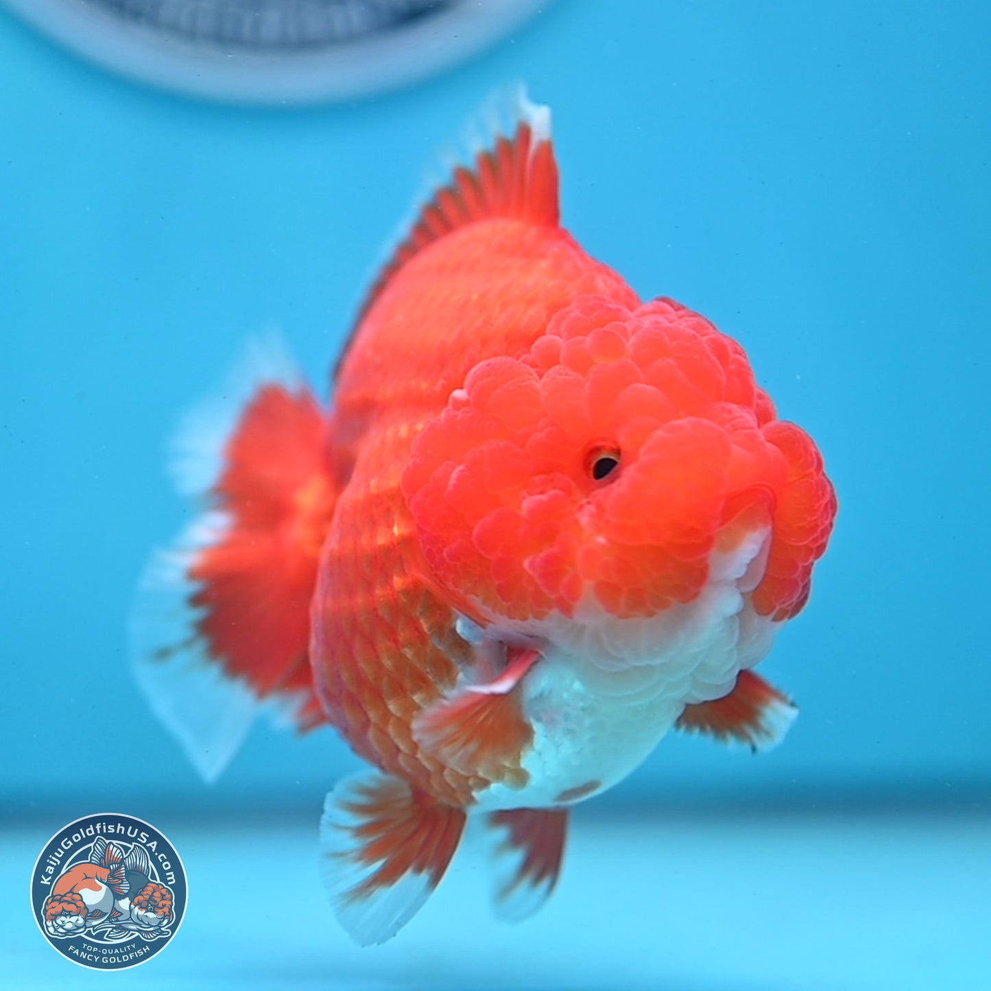 Red White YuanBao Oranda 3.5 inches Body - Female (250103_OR01) - Kaiju Goldfish USA