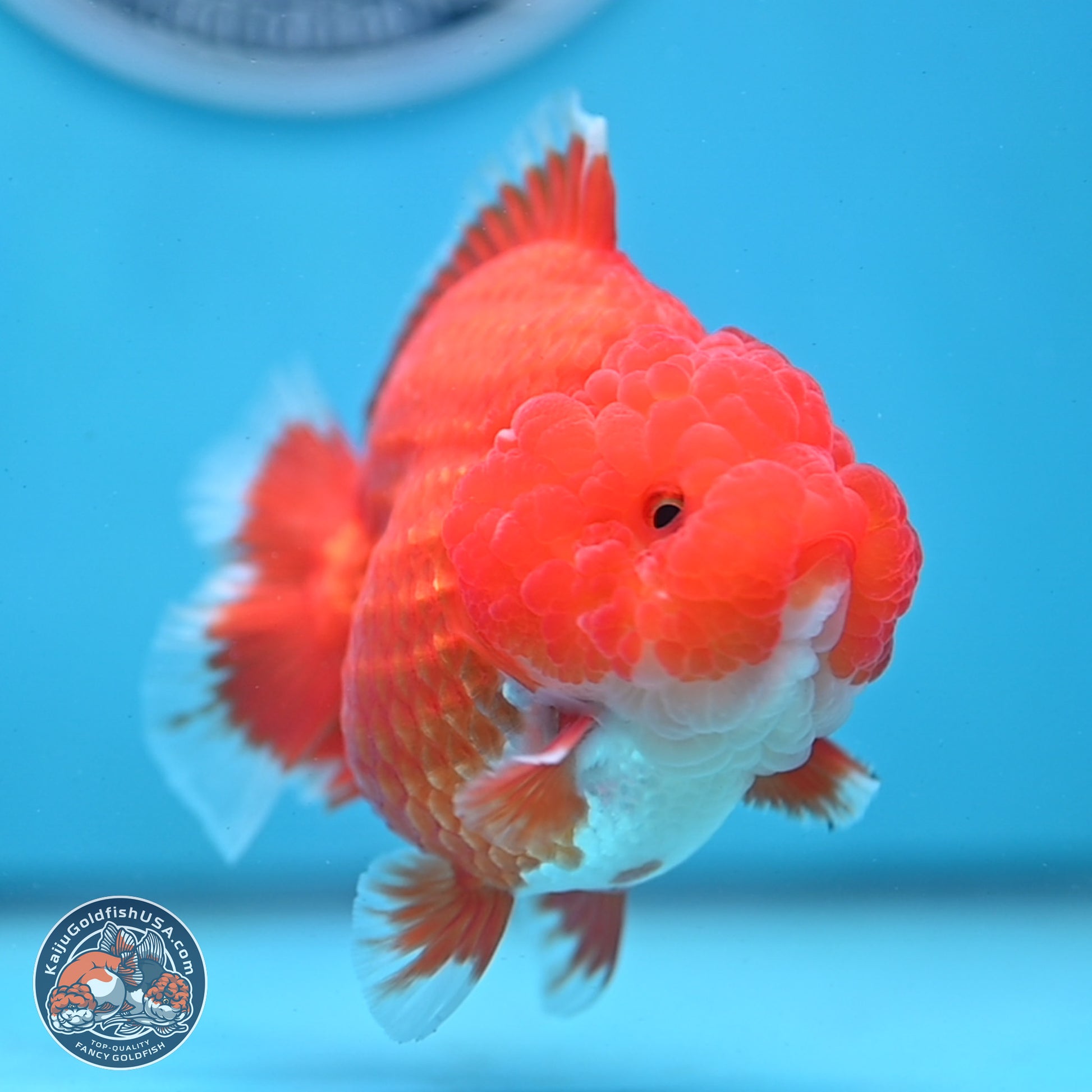 Red White YuanBao Oranda 3.5 inches Body - Female (250103_OR01) - Kaiju Goldfish USA