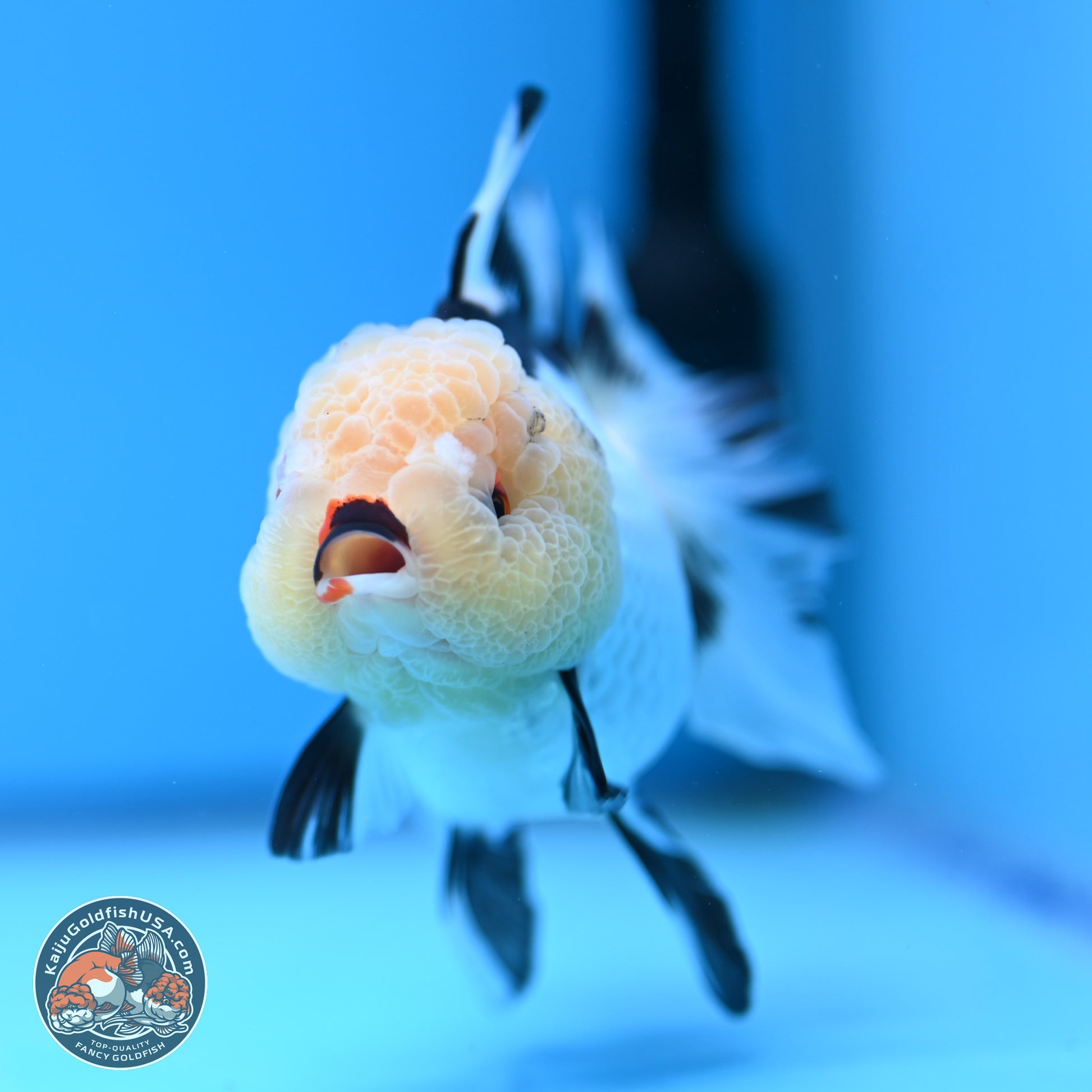 Panda Rose Tail Oranda 3.25in body (240809_OR01) - Kaiju Goldfish USA