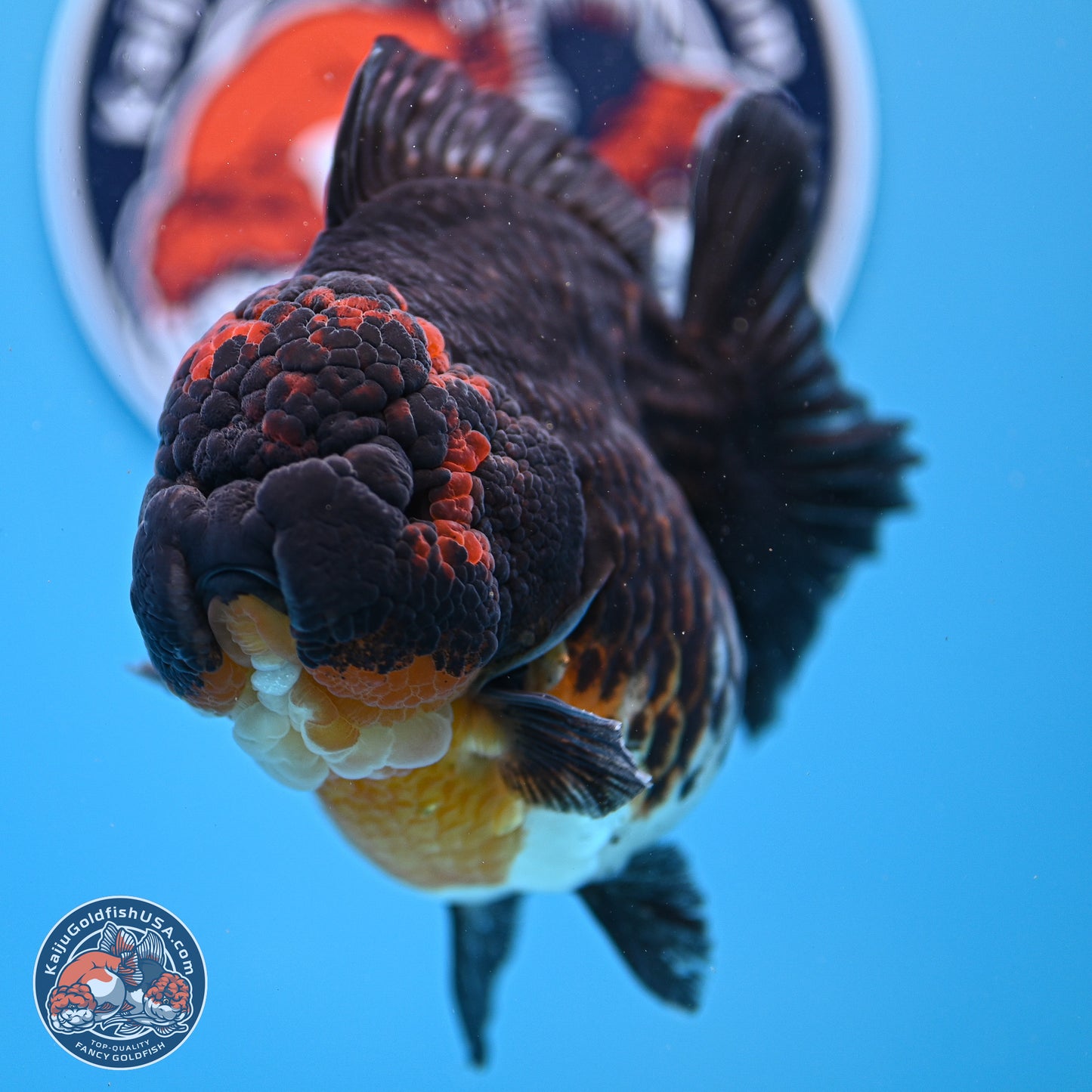 Jumbo Shogun Godzilla Kirin Oranda 5in Body (240823_OR1) - Overnight shipping only - Kaiju Goldfish USA