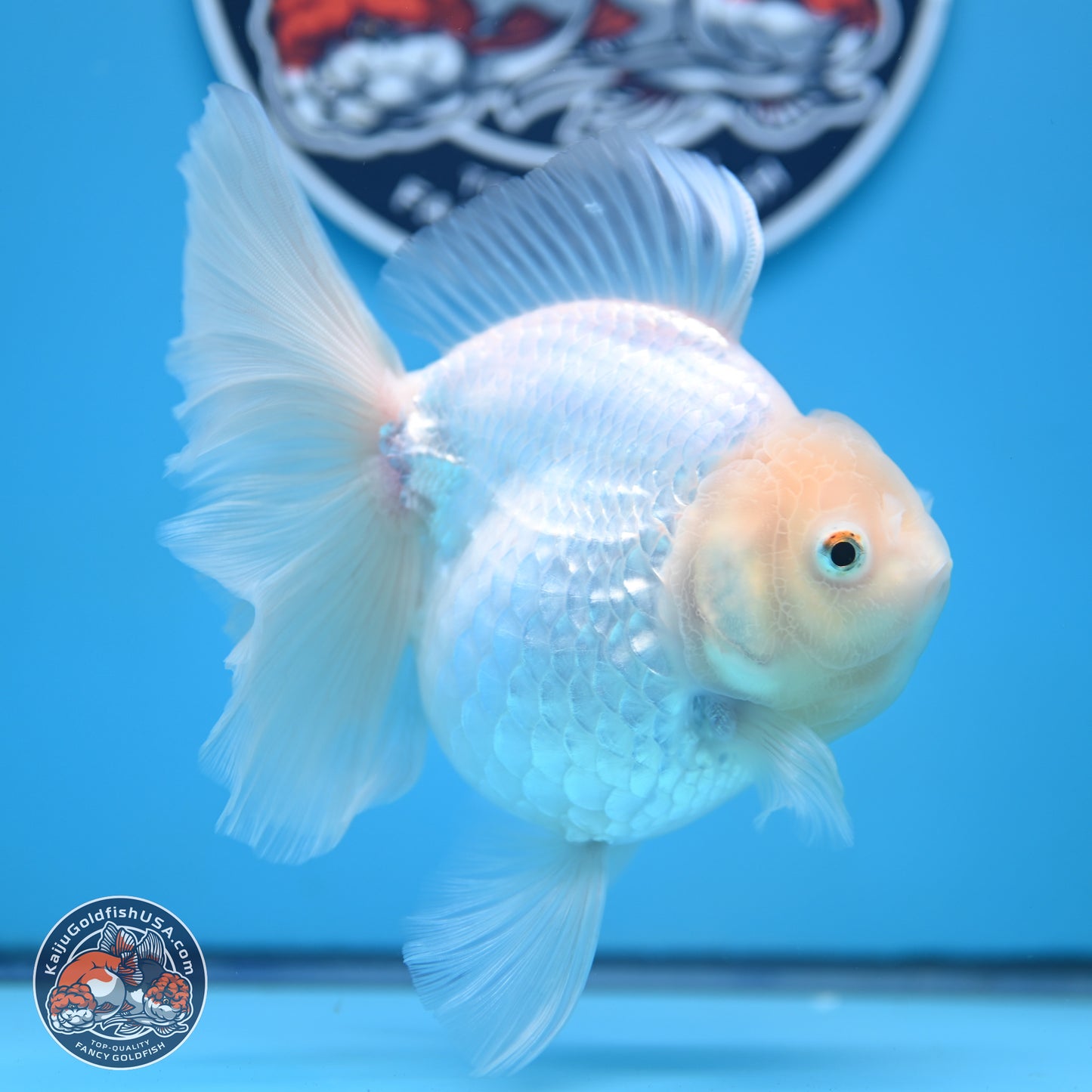 Snow White Rose Tail Oranda 4-7 inches (240906_OR01) - Kaiju Goldfish USA