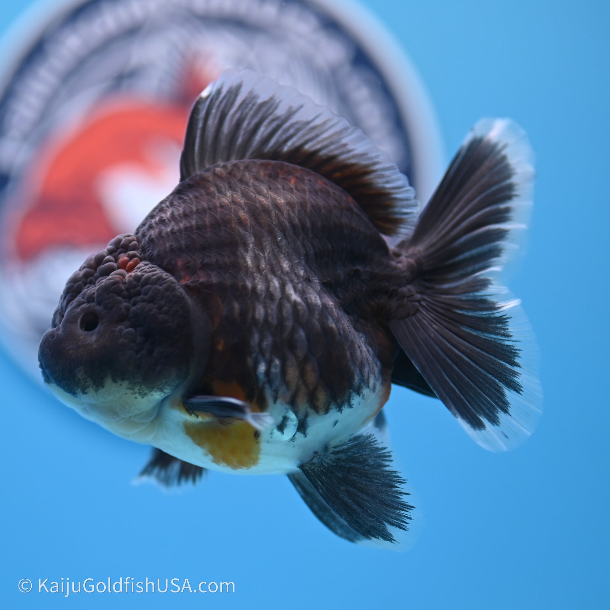 Shogun Godzilla Kirin Oranda 3.5in Body (240719_OR01) - Kaiju Goldfish USA