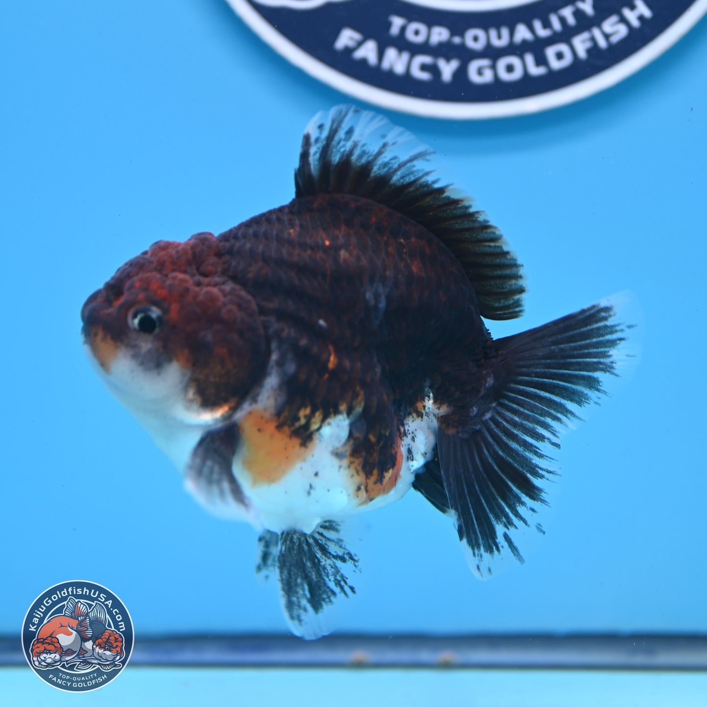 Shogun Kirin Oranda 3.5-4 inches (241004_OR01) - Kaiju Goldfish USA