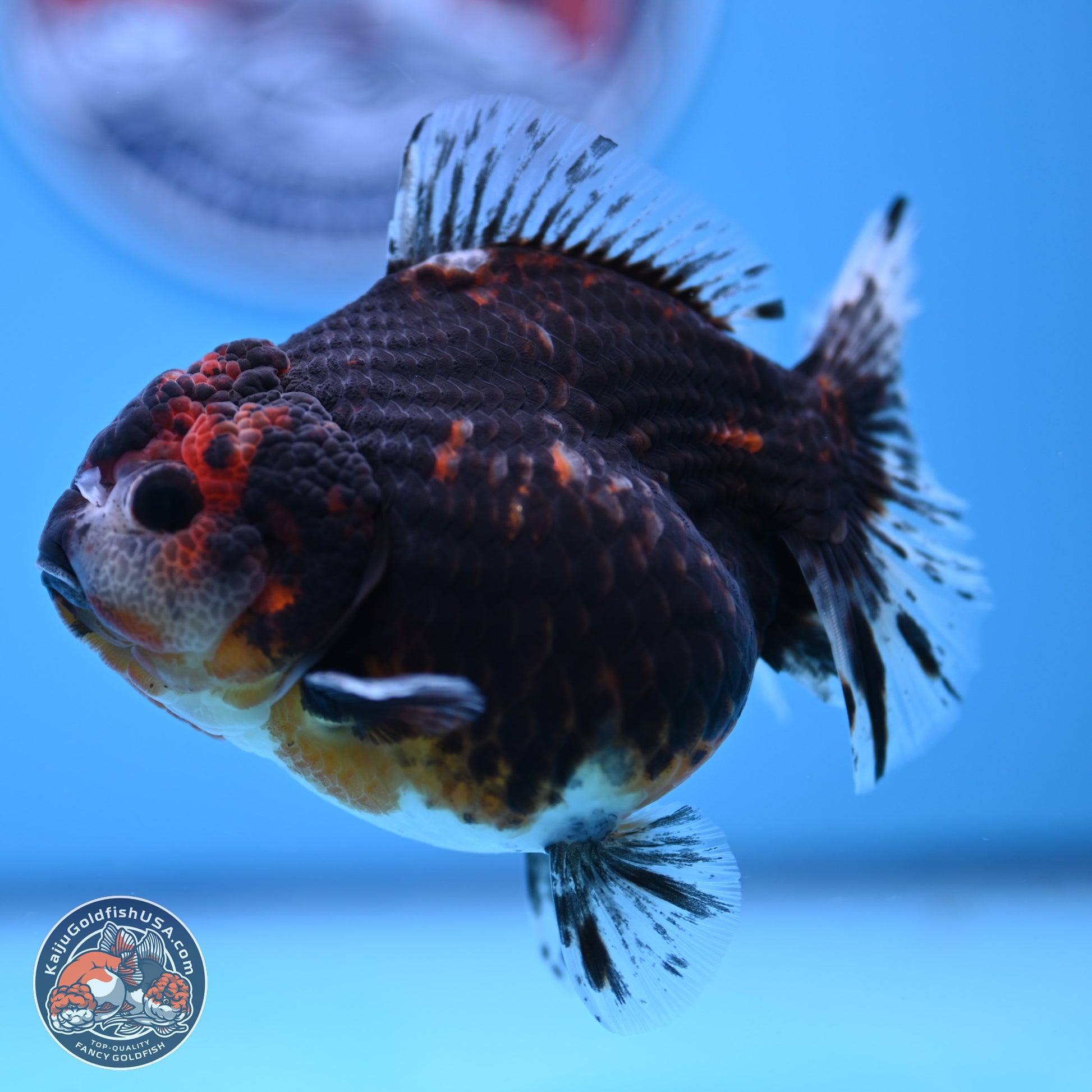 Shogun Kirin YuanBao Oranda 4in Body (240816_OR01) - Kaiju Goldfish USA