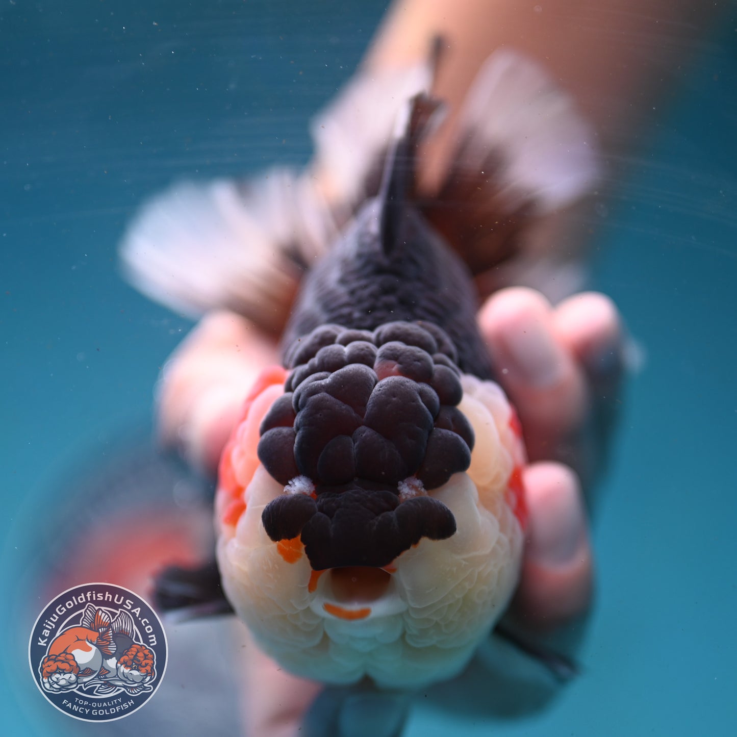 AAA Grade Tricolor Oranda 4.5 inch Body (250919_OR01)