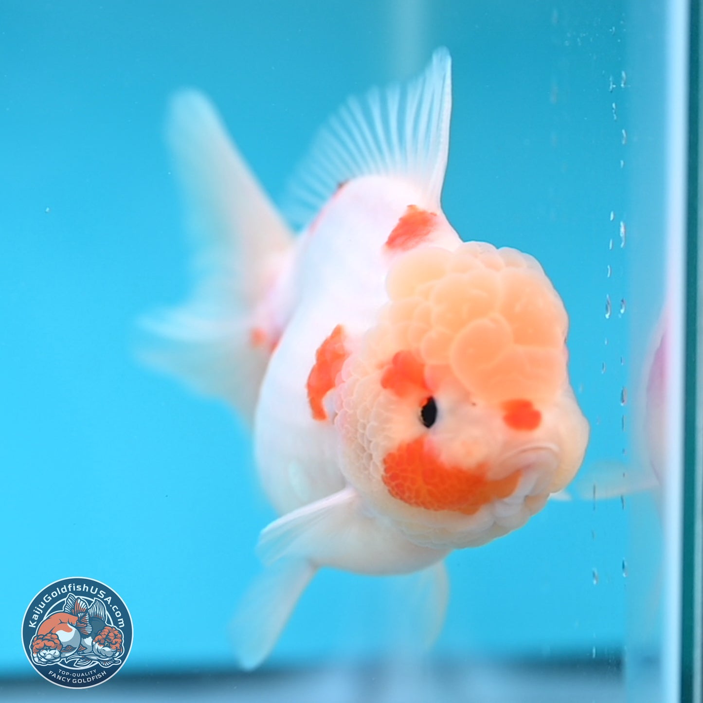 Sakura Rose Tail Oranda 4 inches Body - Female (250207_OR01)