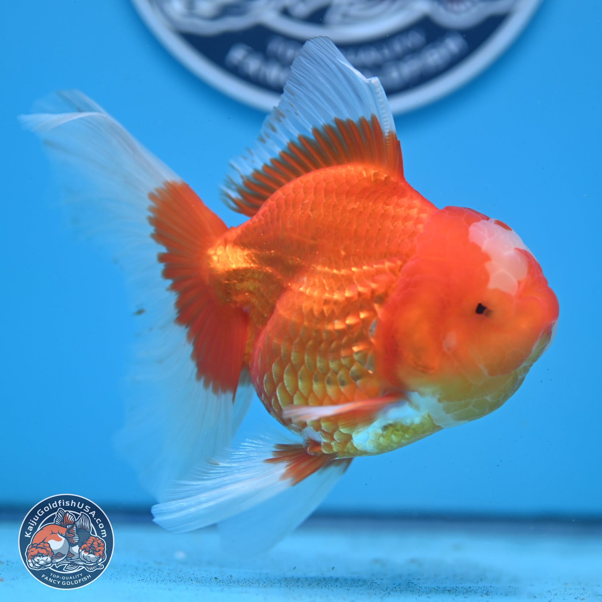 Jade Seal Red White Rose Tail Oranda 4-5 inches (240913_OR01) - Kaiju Goldfish USA