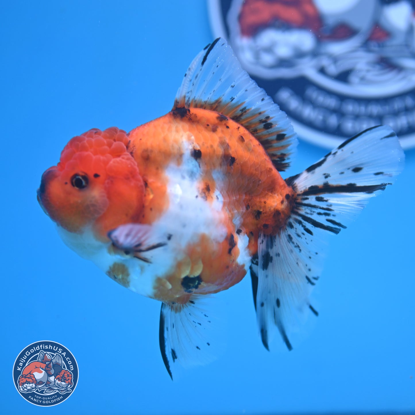 Shogun Tricolor Rose Tail Sakura Oranda 3.5in Body (240802_OR01) - Kaiju Goldfish USA