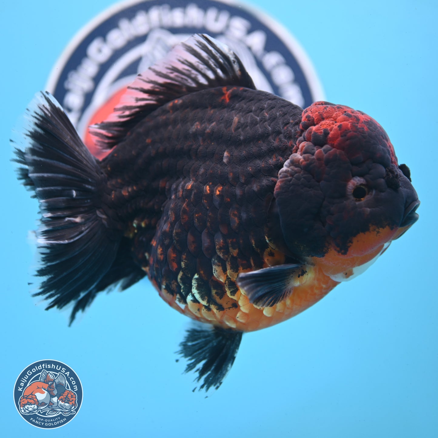Super Jumbo Shogun Godzilla Red Kirin Oranda 7 inches (241025_OR01) - Kaiju Goldfish USA