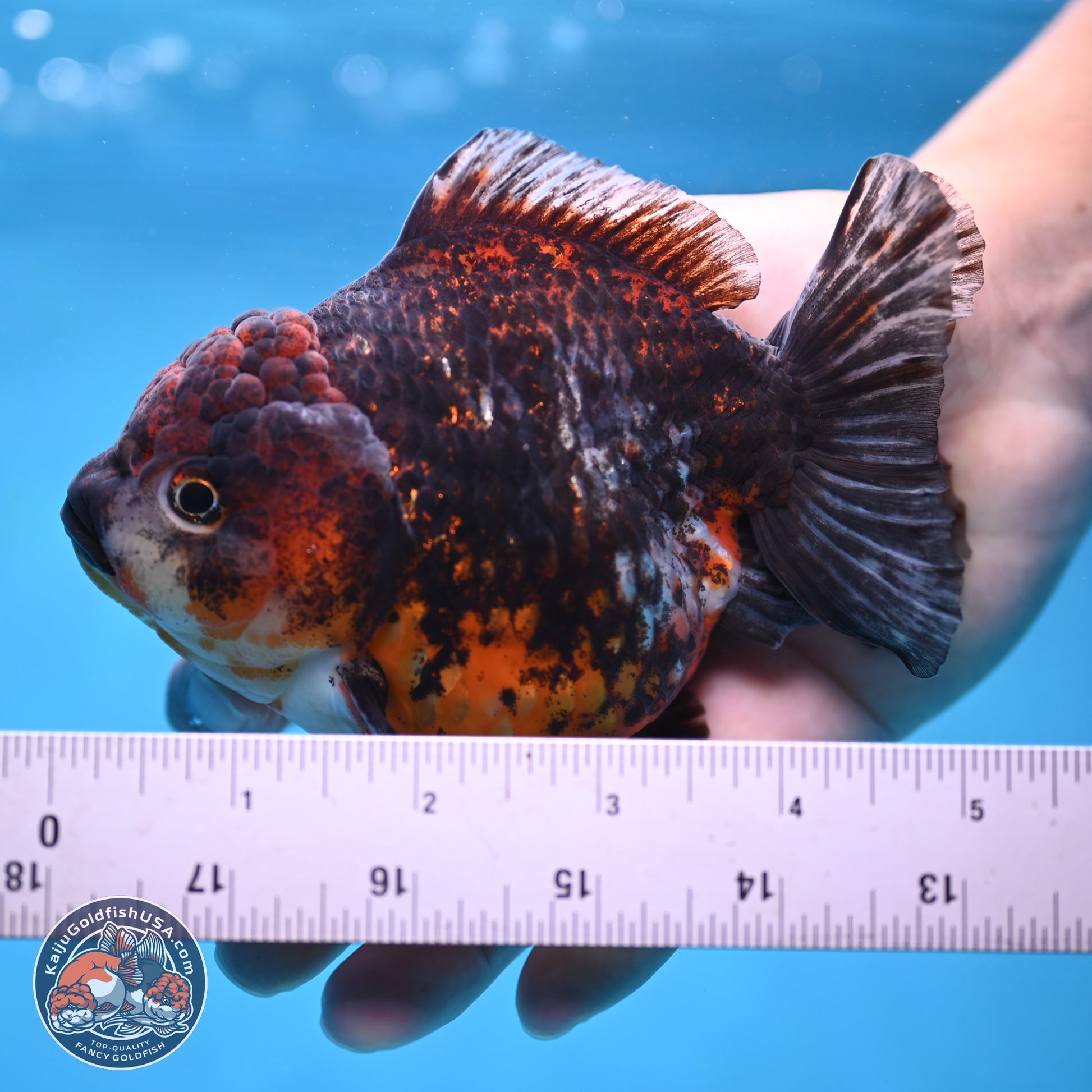 Kirin YuanBao Oranda 5 inches - Female (241115_OR01) - Kaiju Goldfish USA