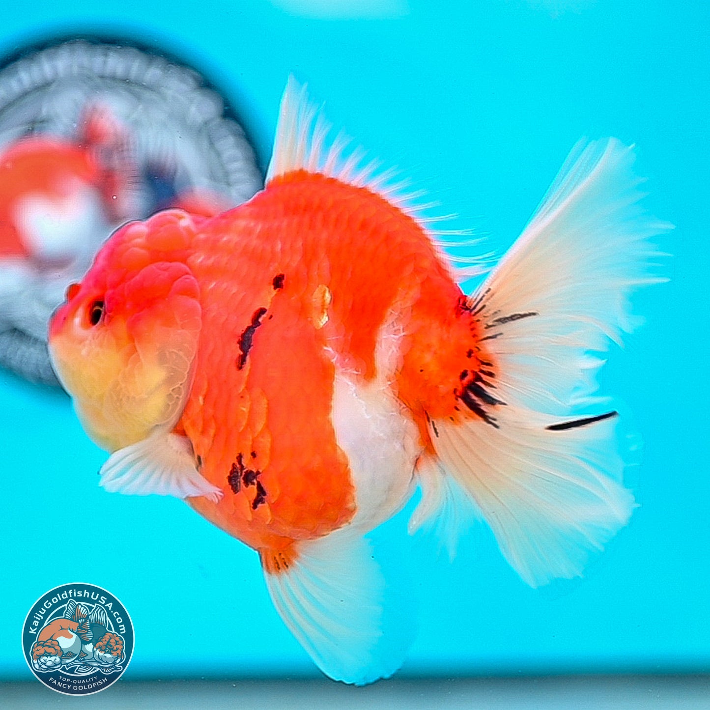 Tricolor Sakura Rose Tail Oranda 4 inches Body - Female (250214_OR01)