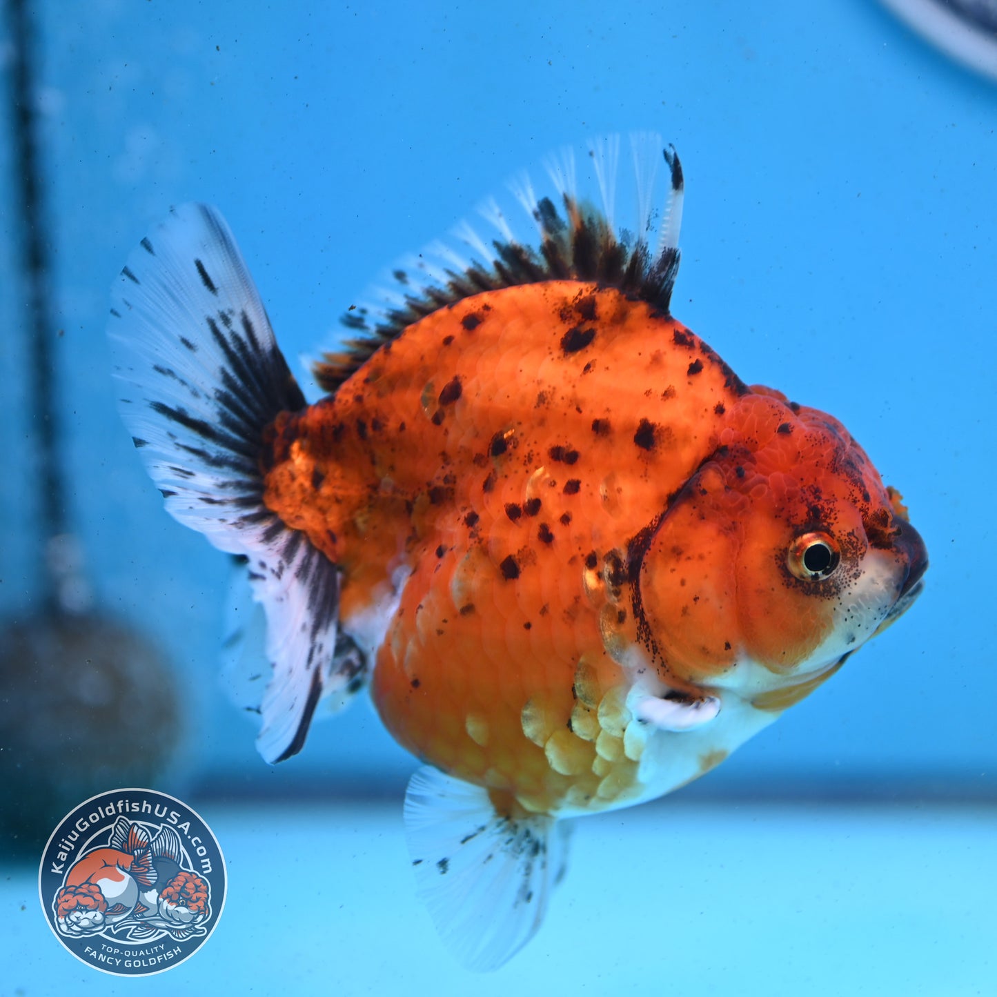 Shogun Tiger Oranda 3.8 inches Body - Female (250418_OR01)