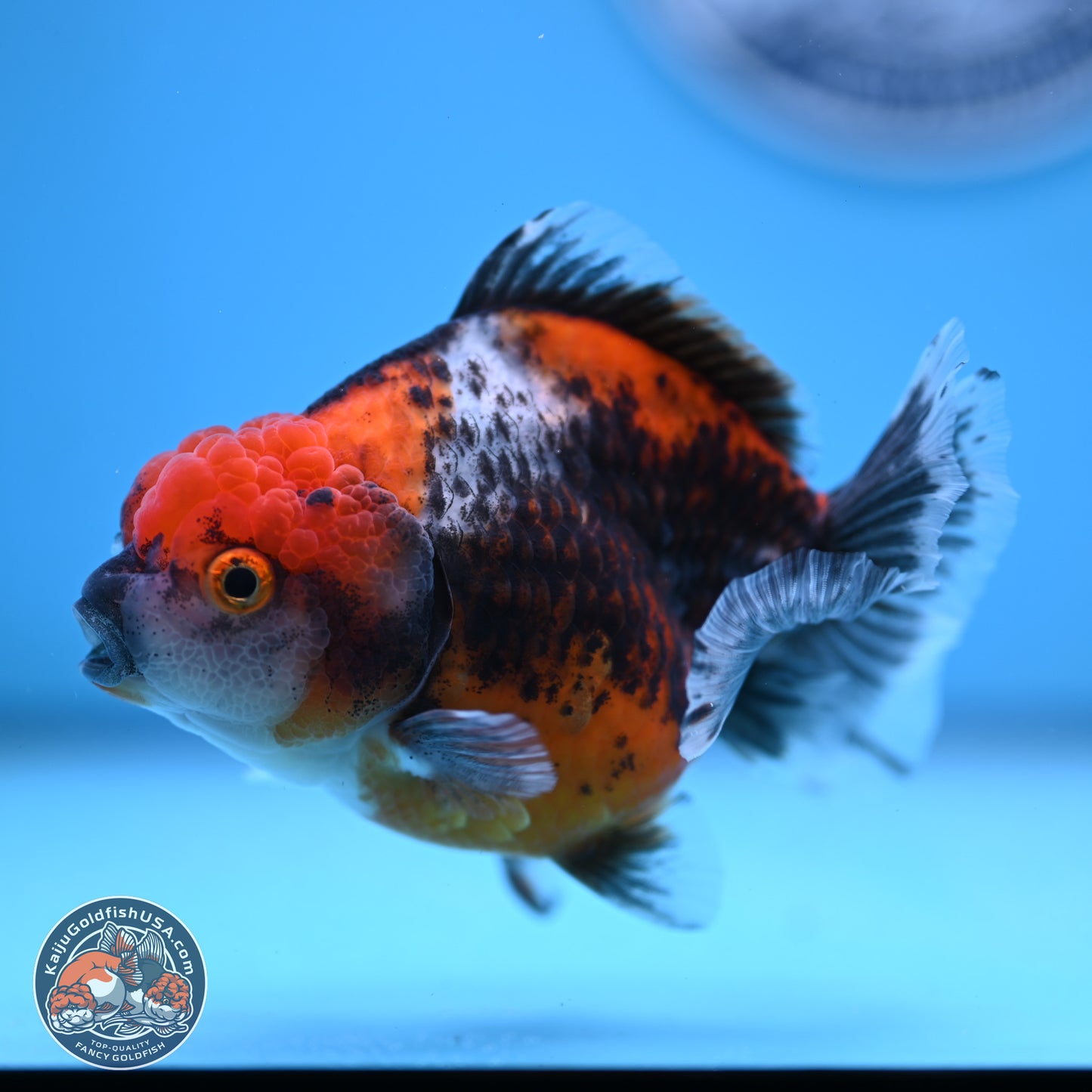 Shogun Kirin Oranda 3.75-4.5 in (241011_OR01) - Kaiju Goldfish USA