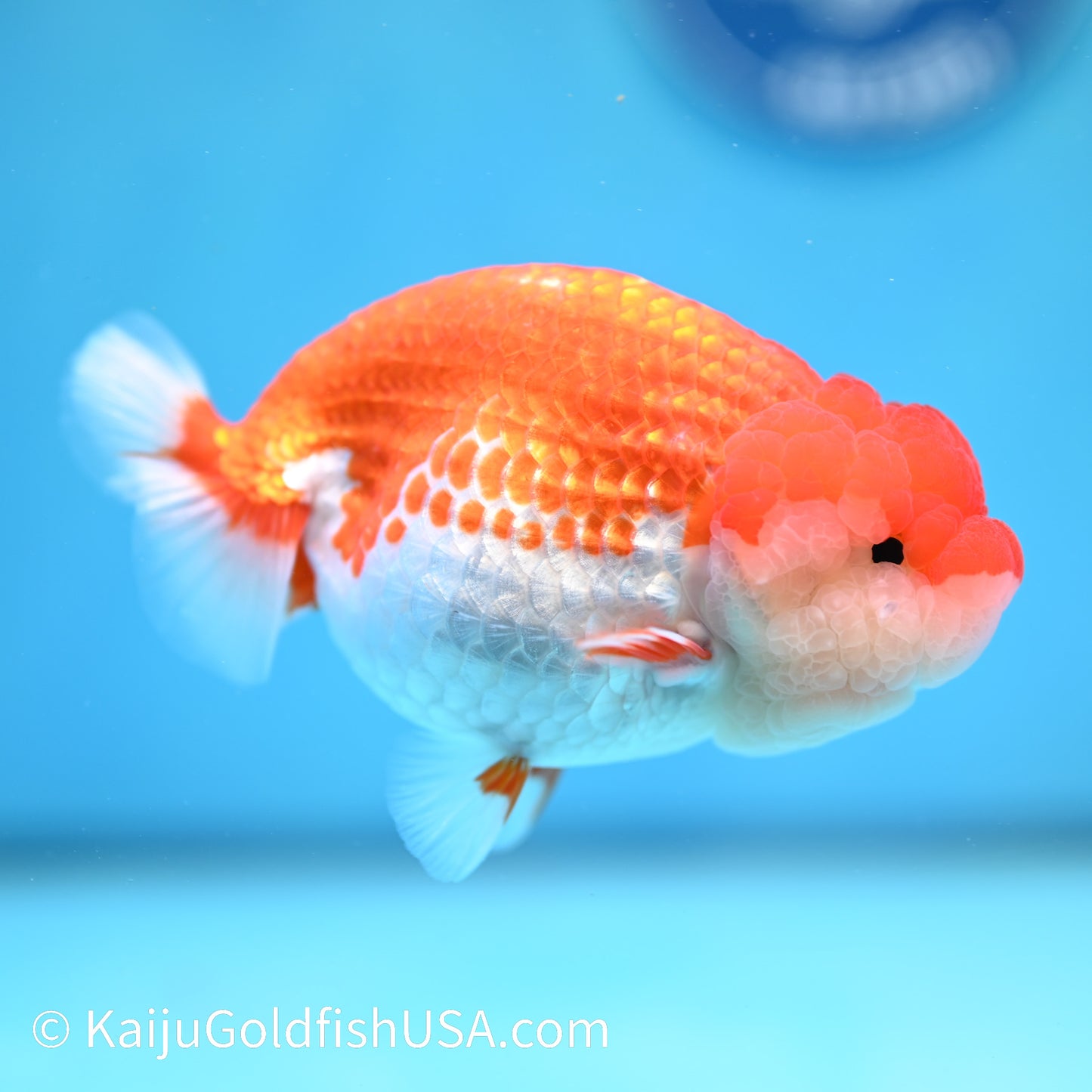 Red White Buffalo Ranchu 4.5 inches (240412_RC01) - Kaiju Goldfish USA